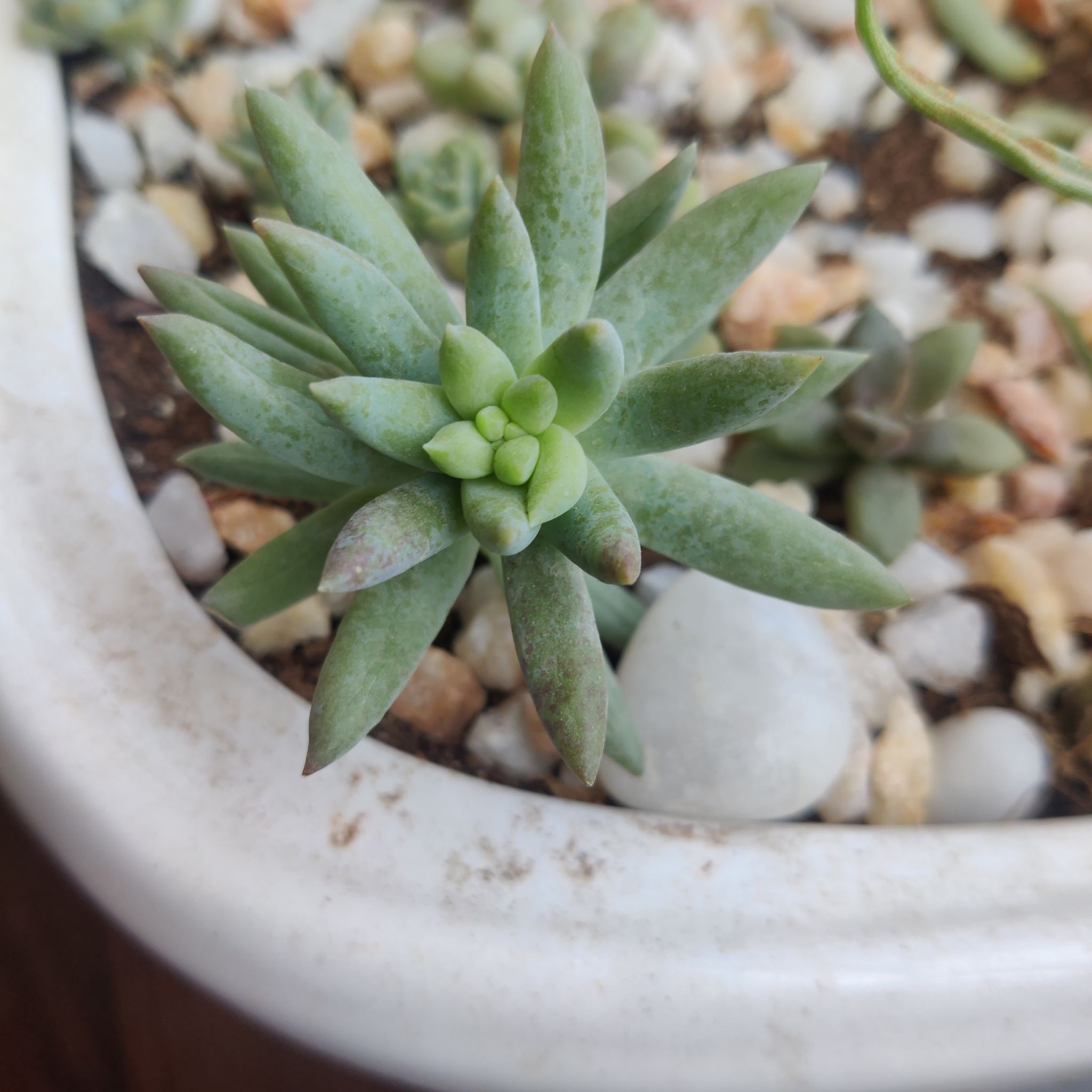 Photo of the plant species Pale Stonecrop by @WittyFirebush named Robusta on Greg, the plant care app