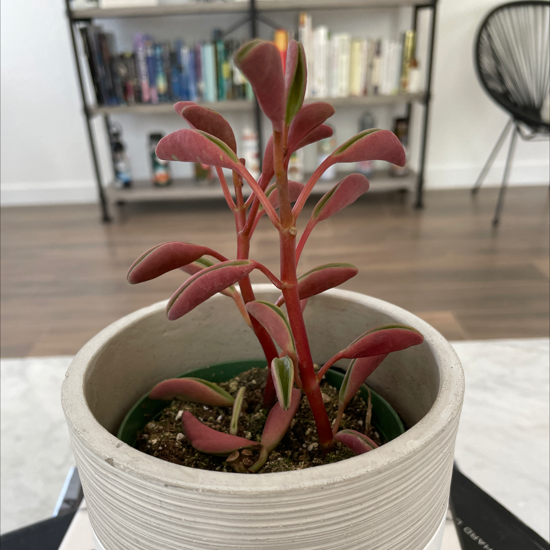Peperomia graveolens 'Ruby Glow' plant in a pot with vibrant red stems and leaves.