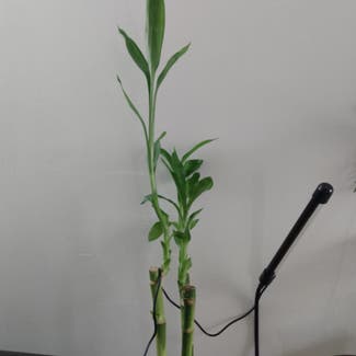 Lucky Bamboo plant in New York, New York