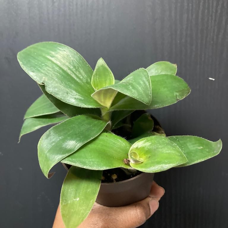 Photo of the plant species Basket Plant by @TrisBoogie named Tristan's new plant on Greg, the plant care app