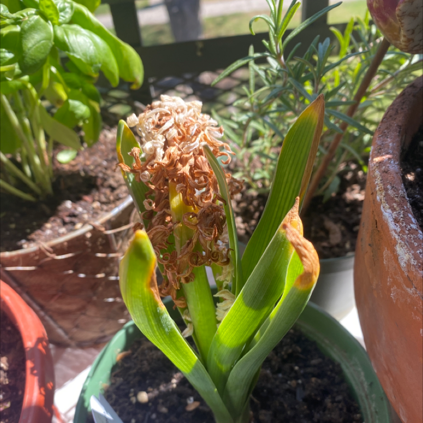 Garden Hyacinth plant with browning flowers and leaves, potted with visible soil.