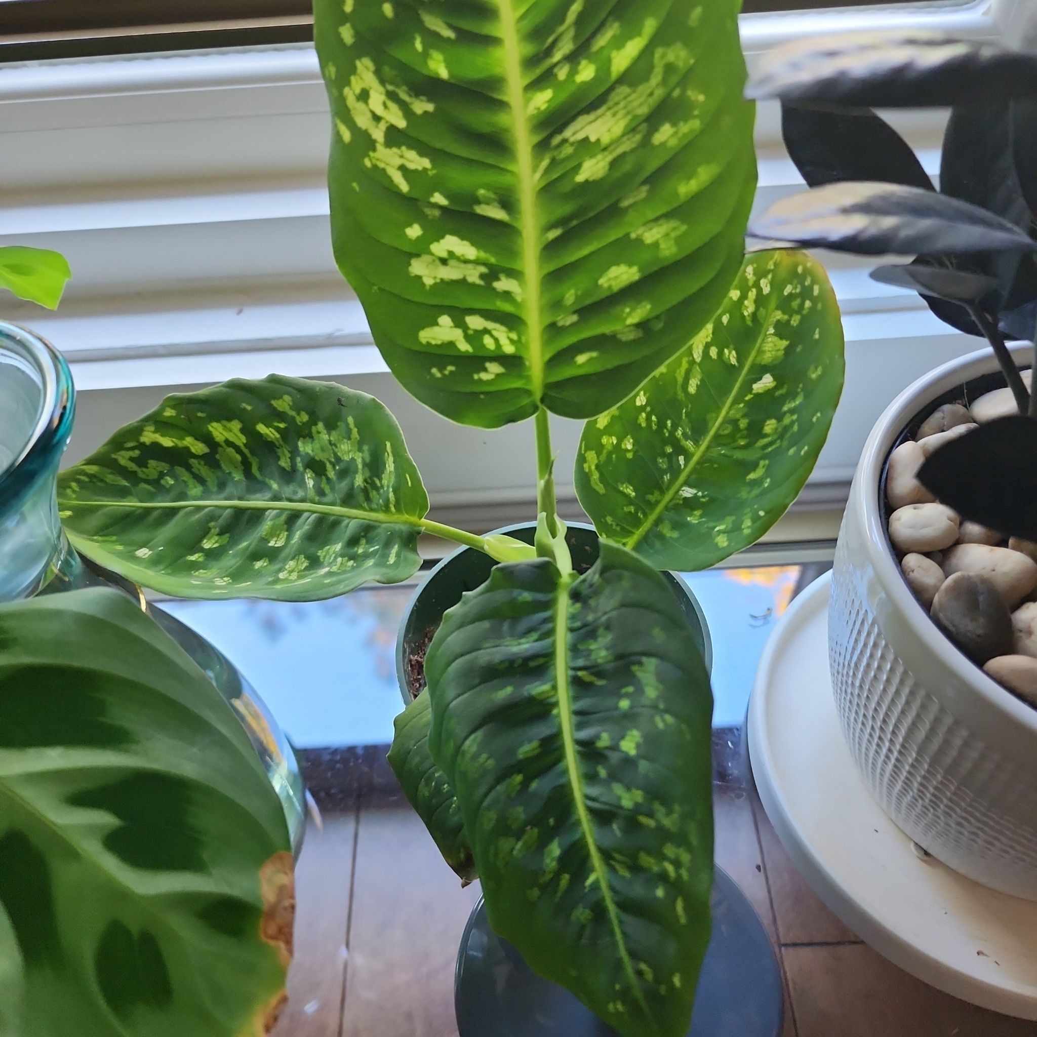 Plant care for Camouflage on Greg, the plant care app