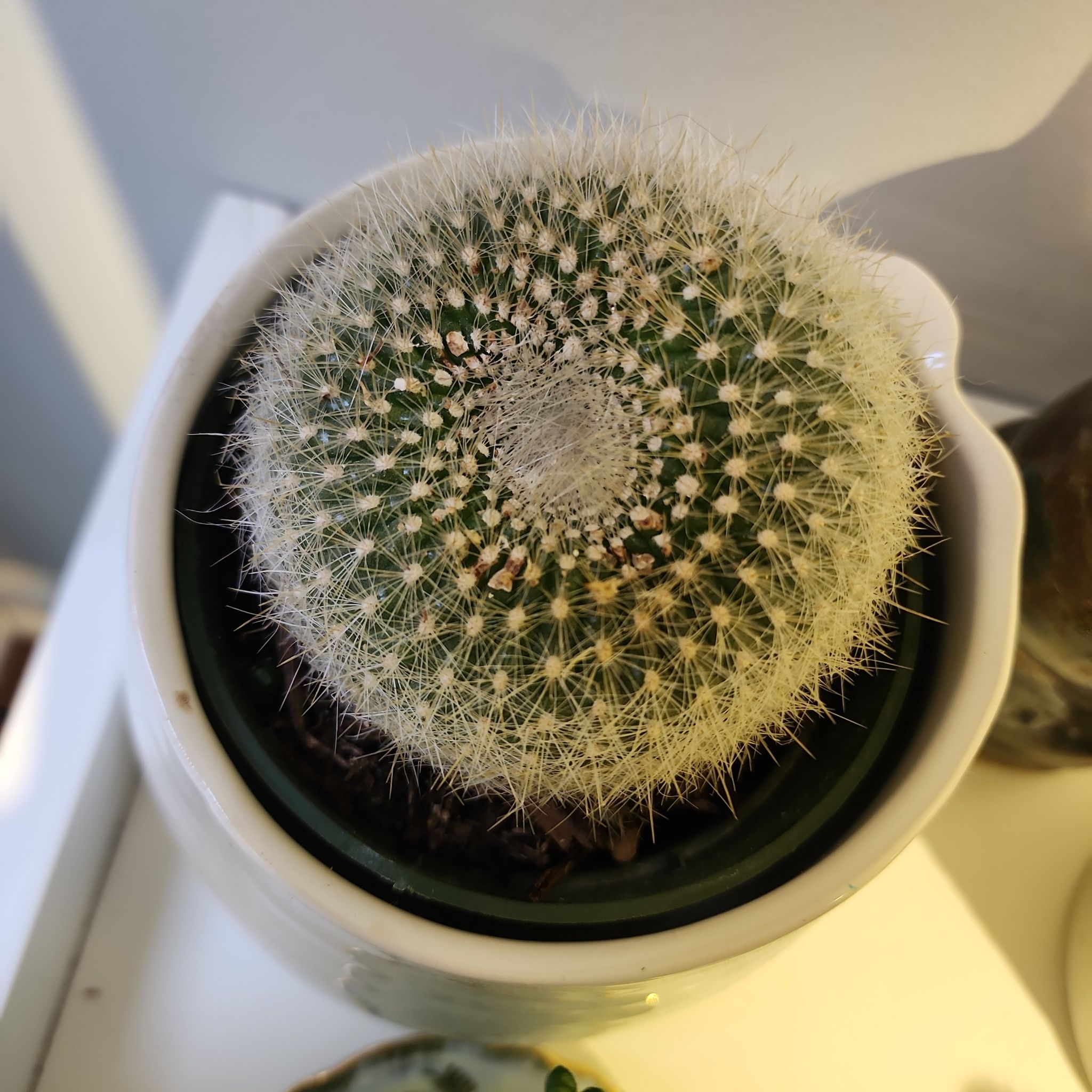 Scarlet Ball Cactus in a pot, well-framed and in focus.