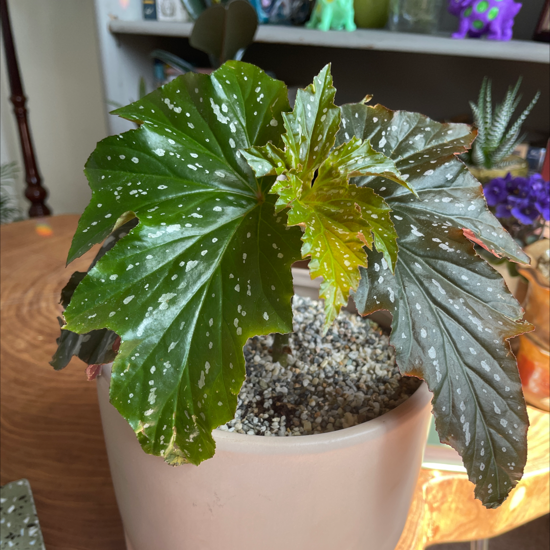 Angel Wing Begonia plant in a pot with visible soil and large, spotted leaves.