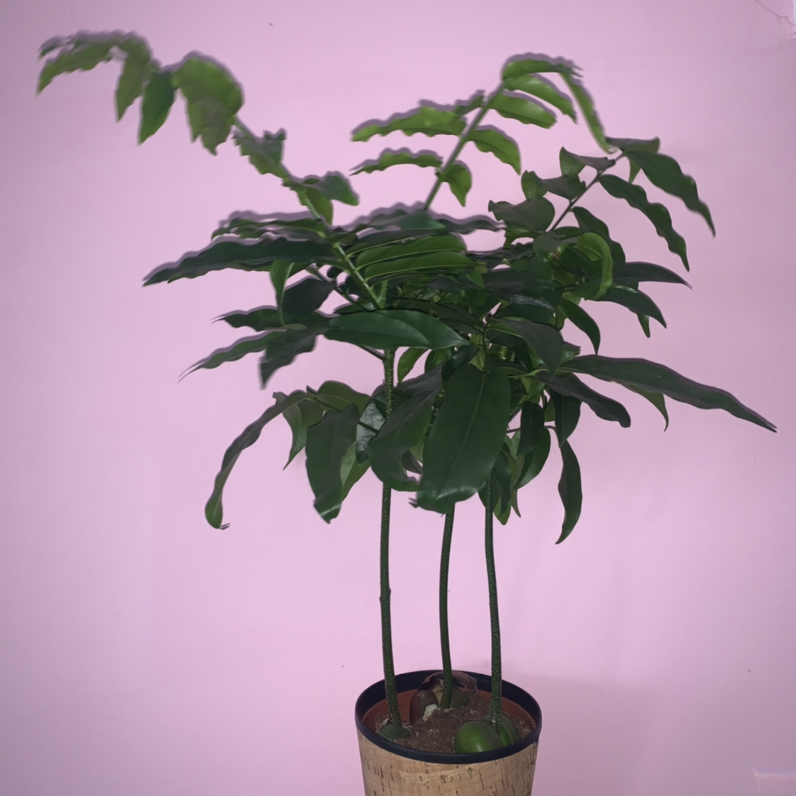 Potted Lucky Bean Tree with green leaves against a pink background.