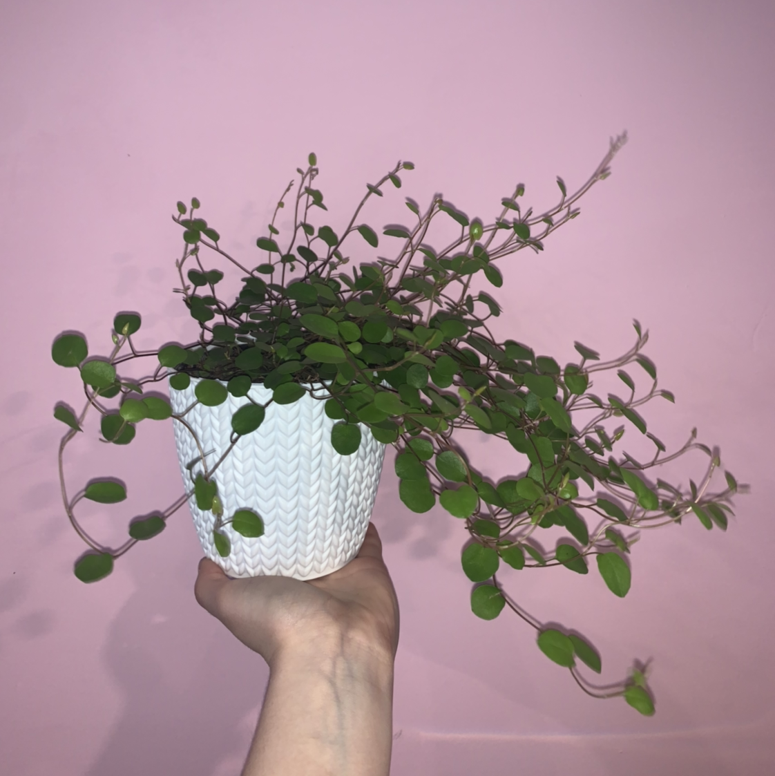Sprawling Wirevine plant in a white pot held by a hand against a pink background.