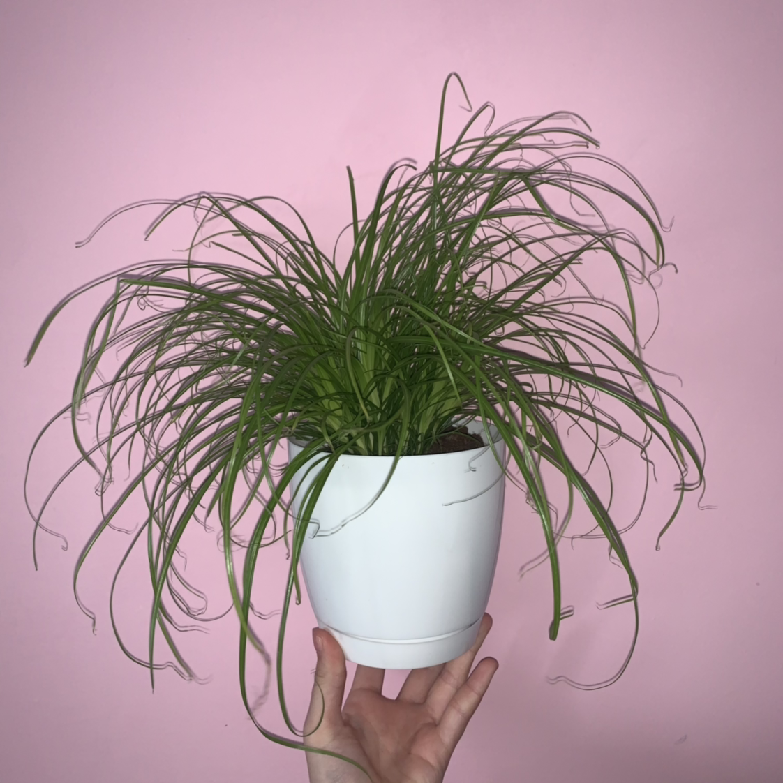 Potted Umbrella Papyrus plant held by a hand against a pink background.