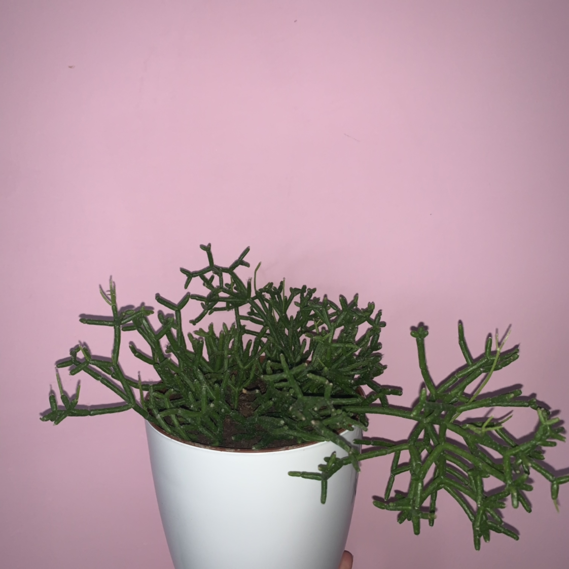 Hairy Stemmed Rhipsalis plant in a white pot against a pink background.