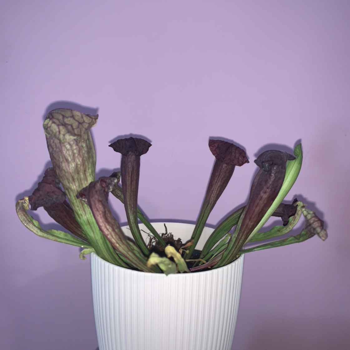 Purple Pitcher Plant in a white pot with significant browning and wilting.