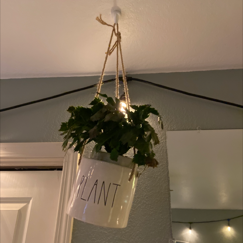 Hanging plant in a white pot labeled 'PLANT' with green leaves, indoors.