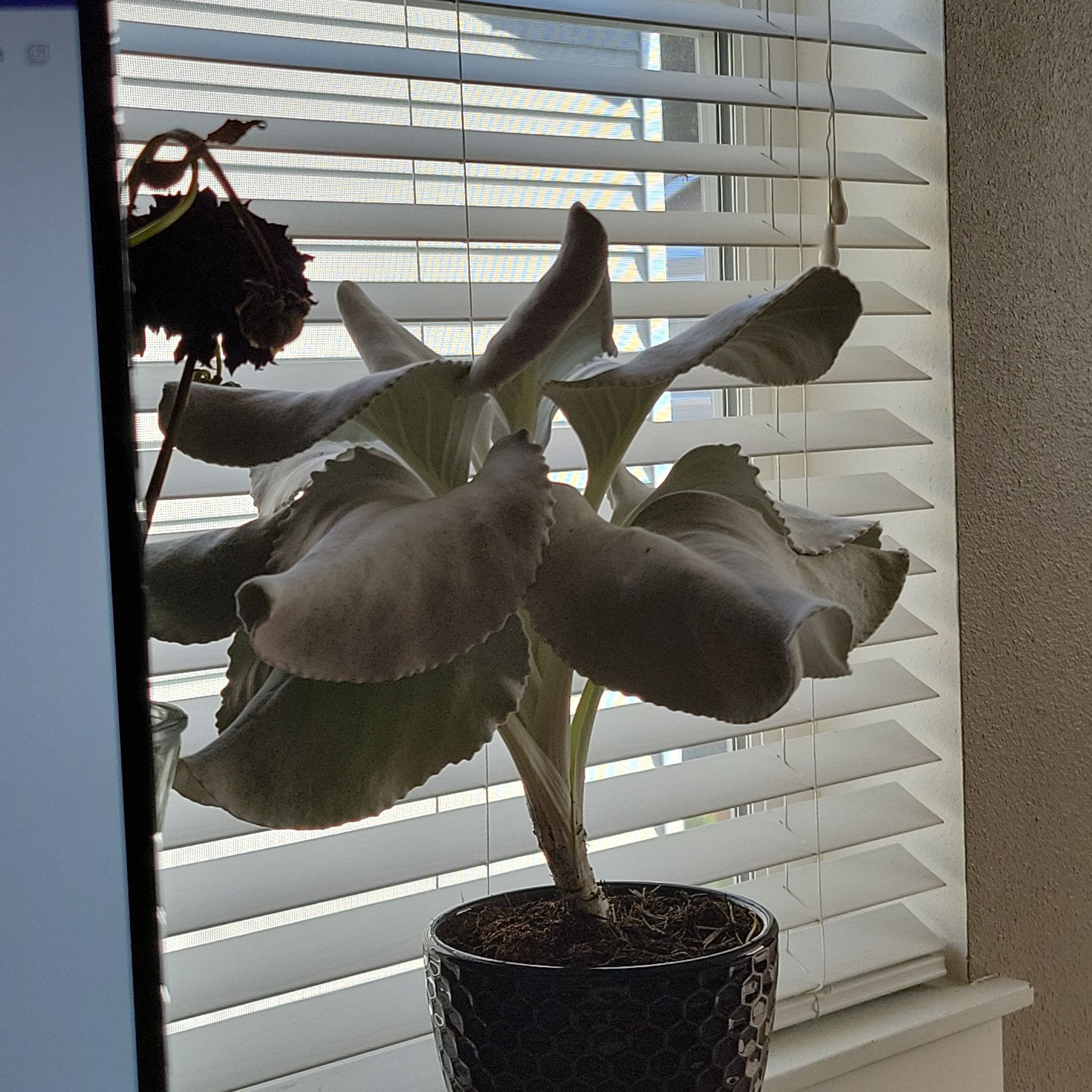 Potted Angel Wings Senecio plant near a window with blinds, showing large, velvety leaves.