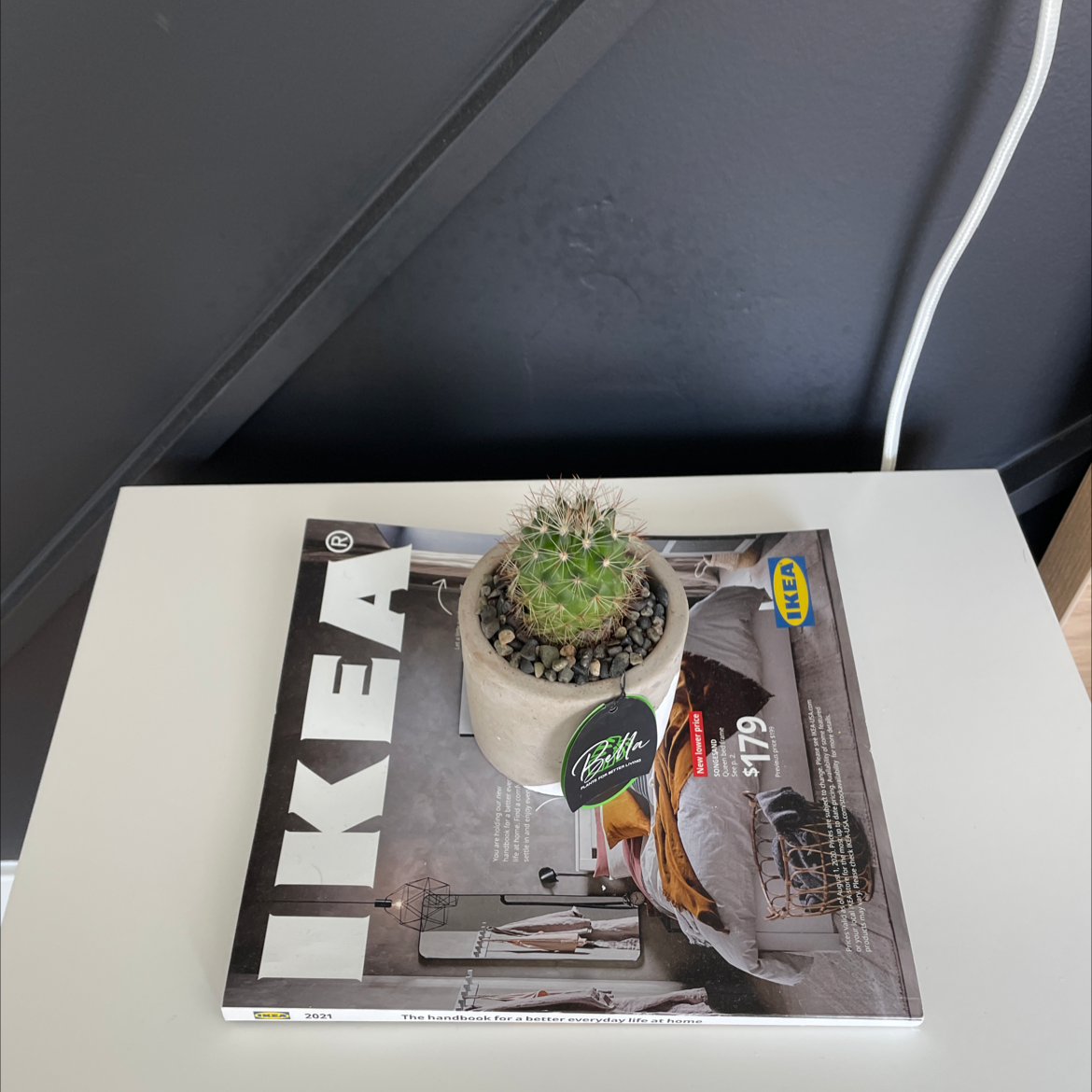 Small spherical cactus with many short spines, sitting on an open magazine in a vehicle. The cactus appears healthy but suboptimally cared for.