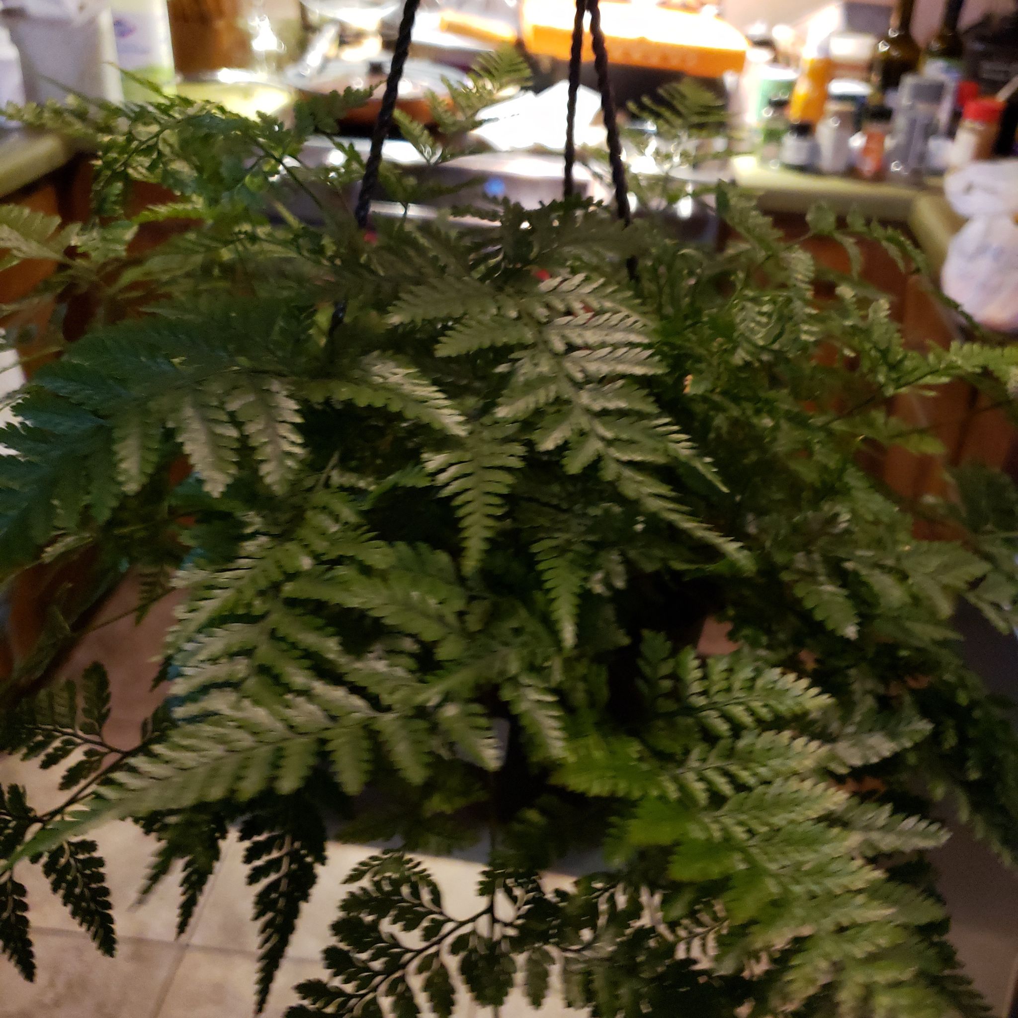 Plant care for Rabbit Foot Fern on Greg, the plant care app
