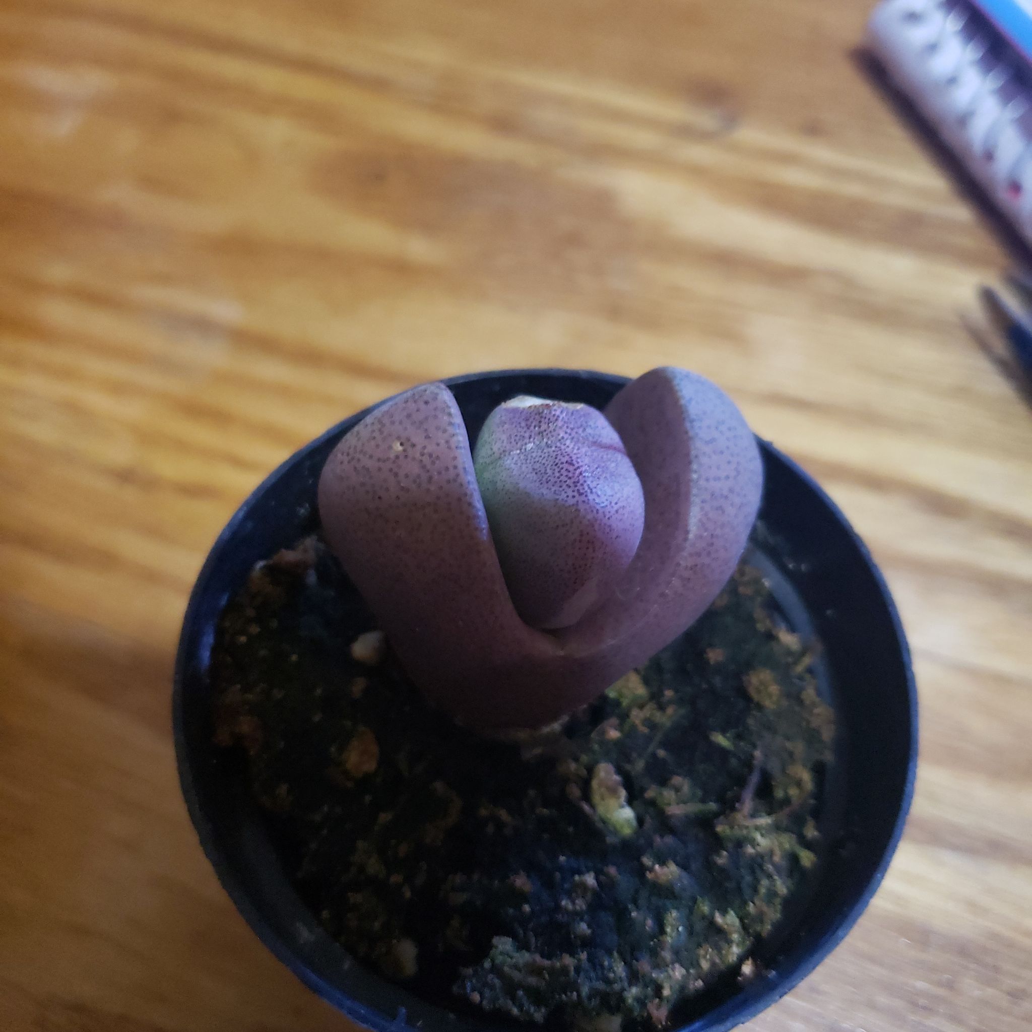 Royal Flush Split Rock plant in a small pot with visible soil, well-framed and in focus.