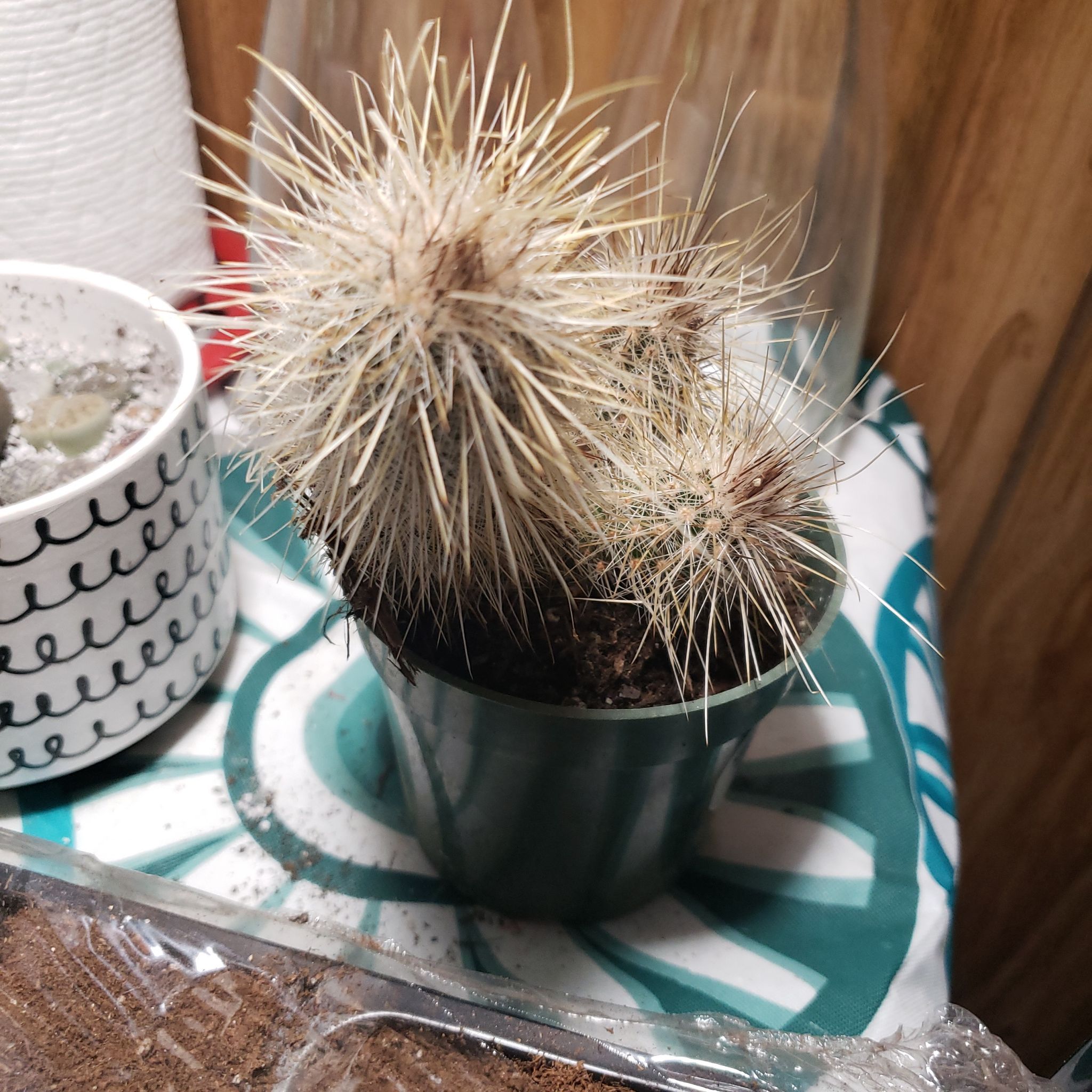 Engelmann's Hedgehog Cactus in a pot with prominent spines, appears healthy.