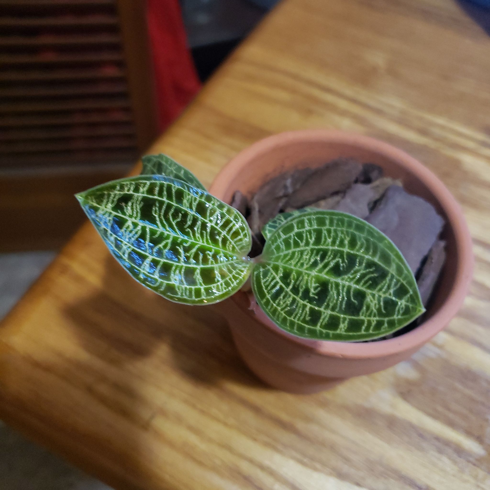 Potted Lightning Bolt Jewel Orchid with two green leaves featuring white veining.