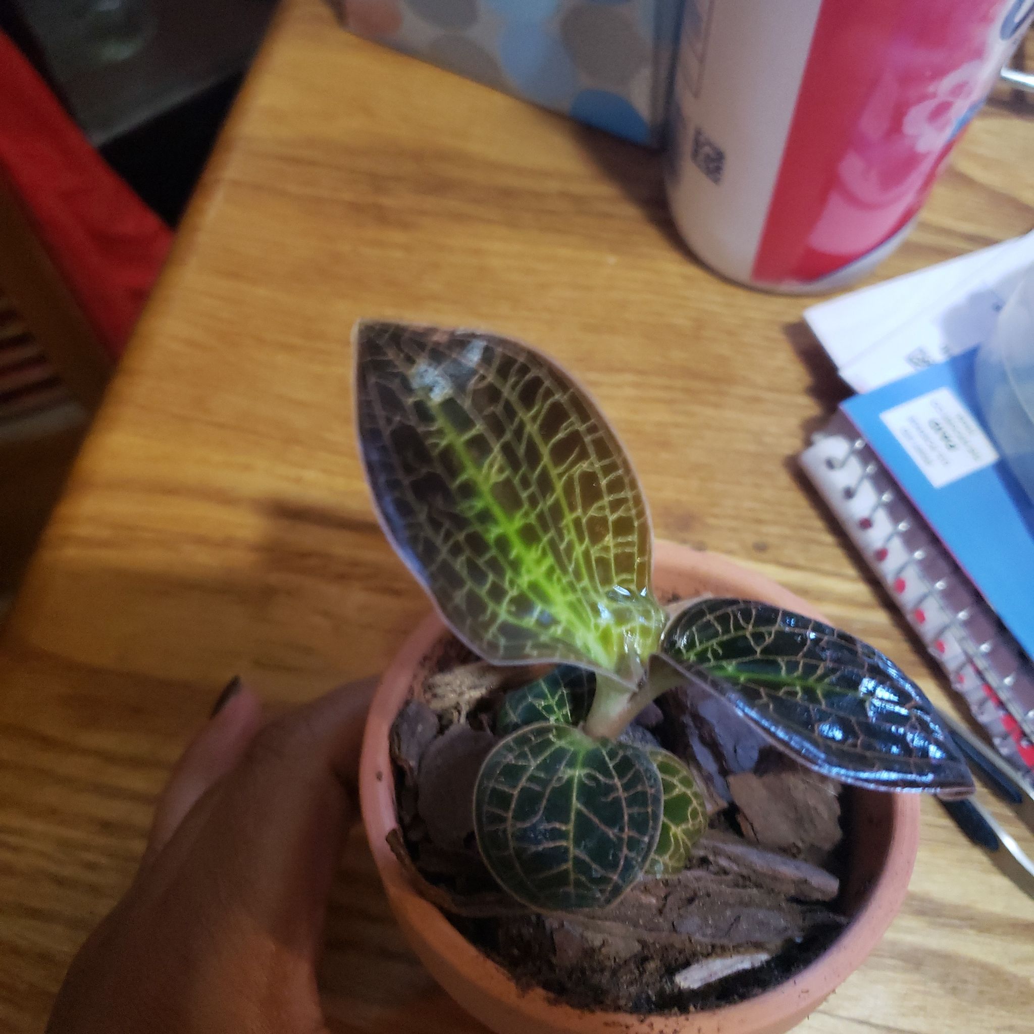 Photo of the plant species Lava-Leaf Jewel Orchid by @Daninikkijackie named Foxy on Greg, the plant care app