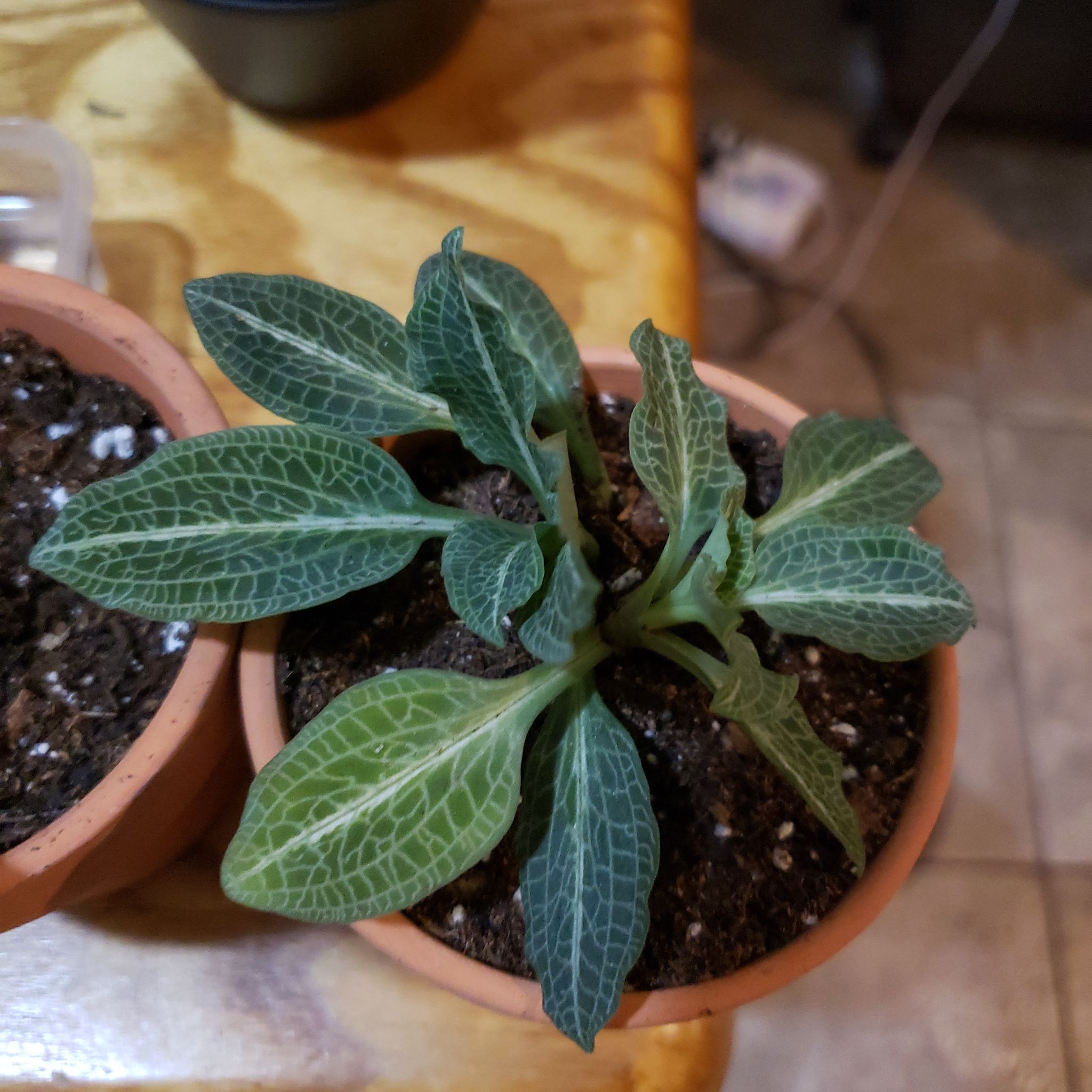 Potted Downy Rattlesnake Plantain with distinct veined leaves, healthy appearance.
