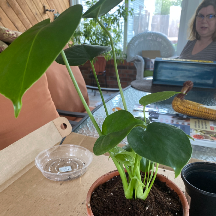 Monstera plant photo by Sophie named Iris on Greg, the plant care app.