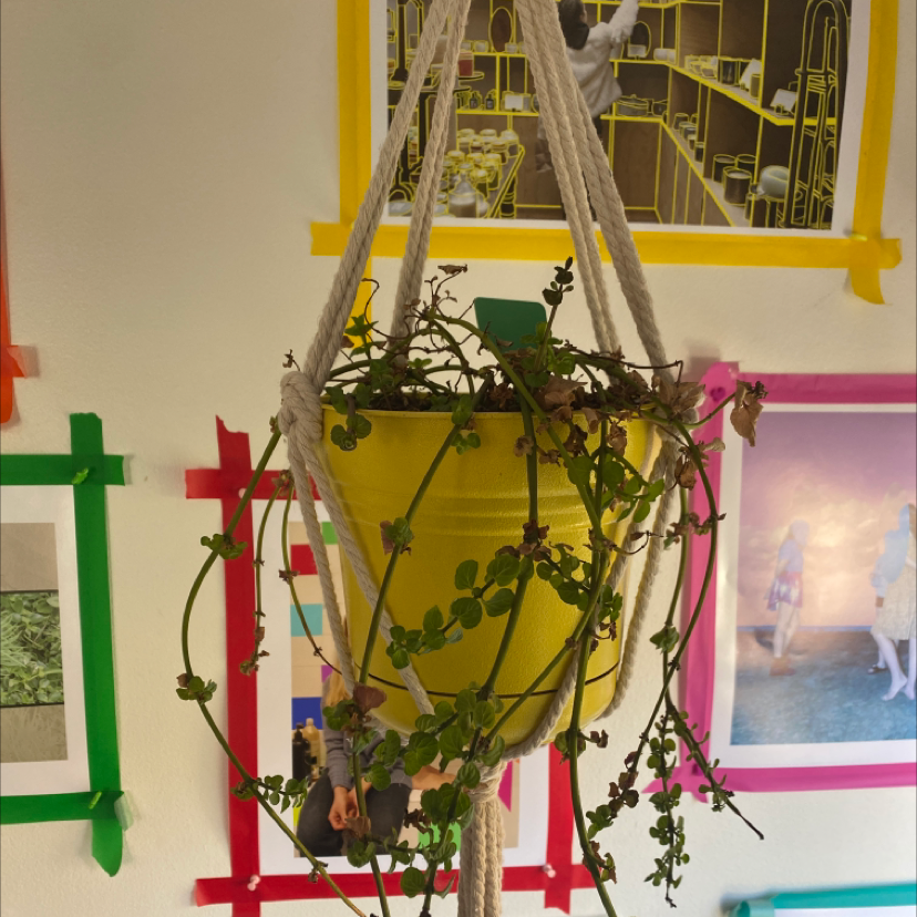 Photo of the plant species Mint 'Eau De Cologne' by Lucy named Marisa on Greg, the plant care app