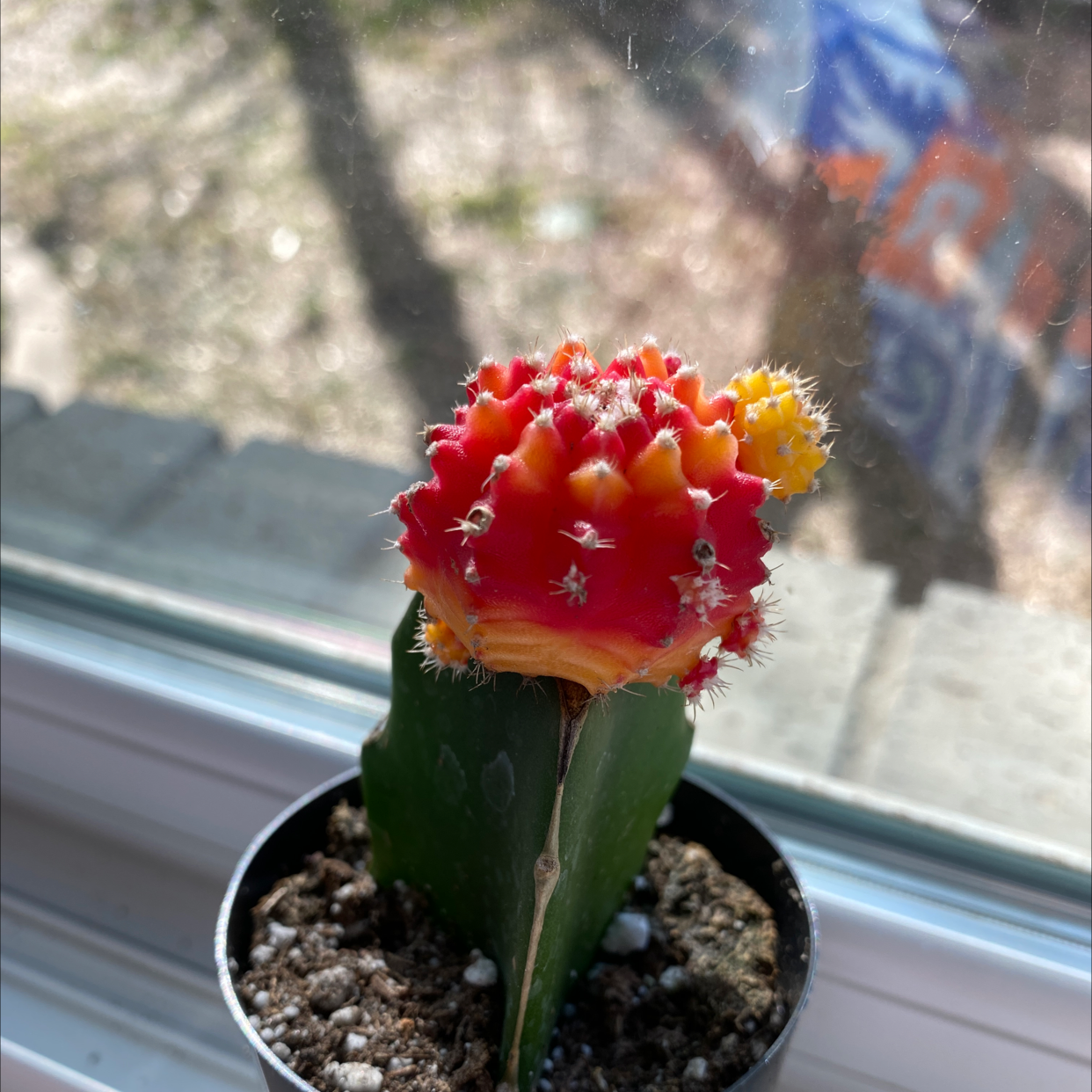Gymnocalycium stenopleurum cactus with vibrant red and yellow top in a small pot on a windowsill.