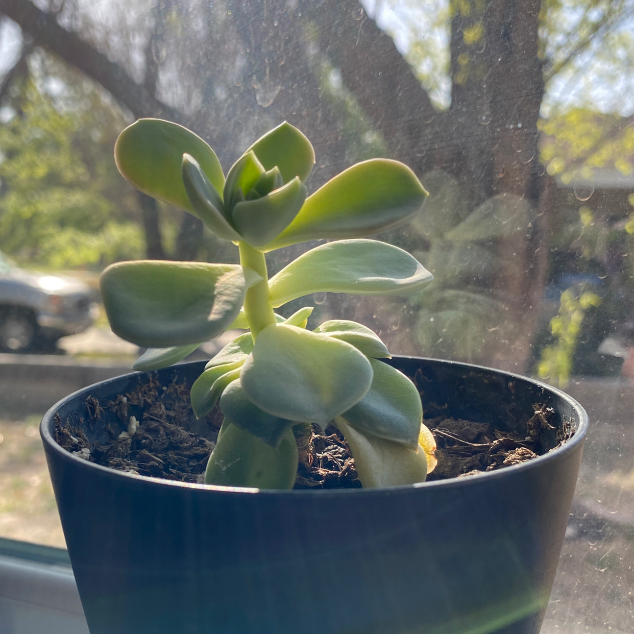 Ghost Plant plant photo by @Hgh2305 named Olakino on Greg, the plant care app.