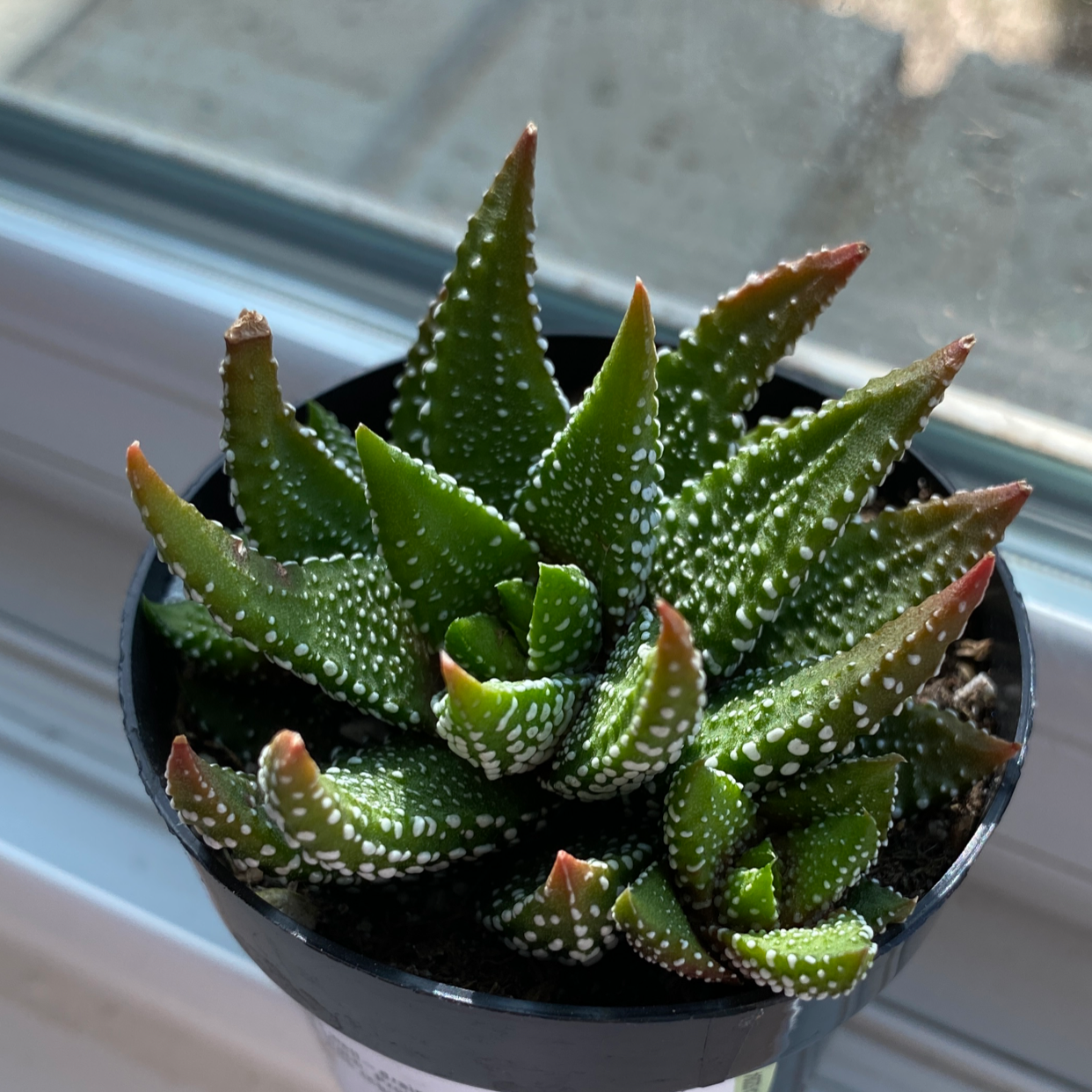 Haworthia attenuata 'Enon' plant in a small pot with vibrant green leaves and white tubercles.