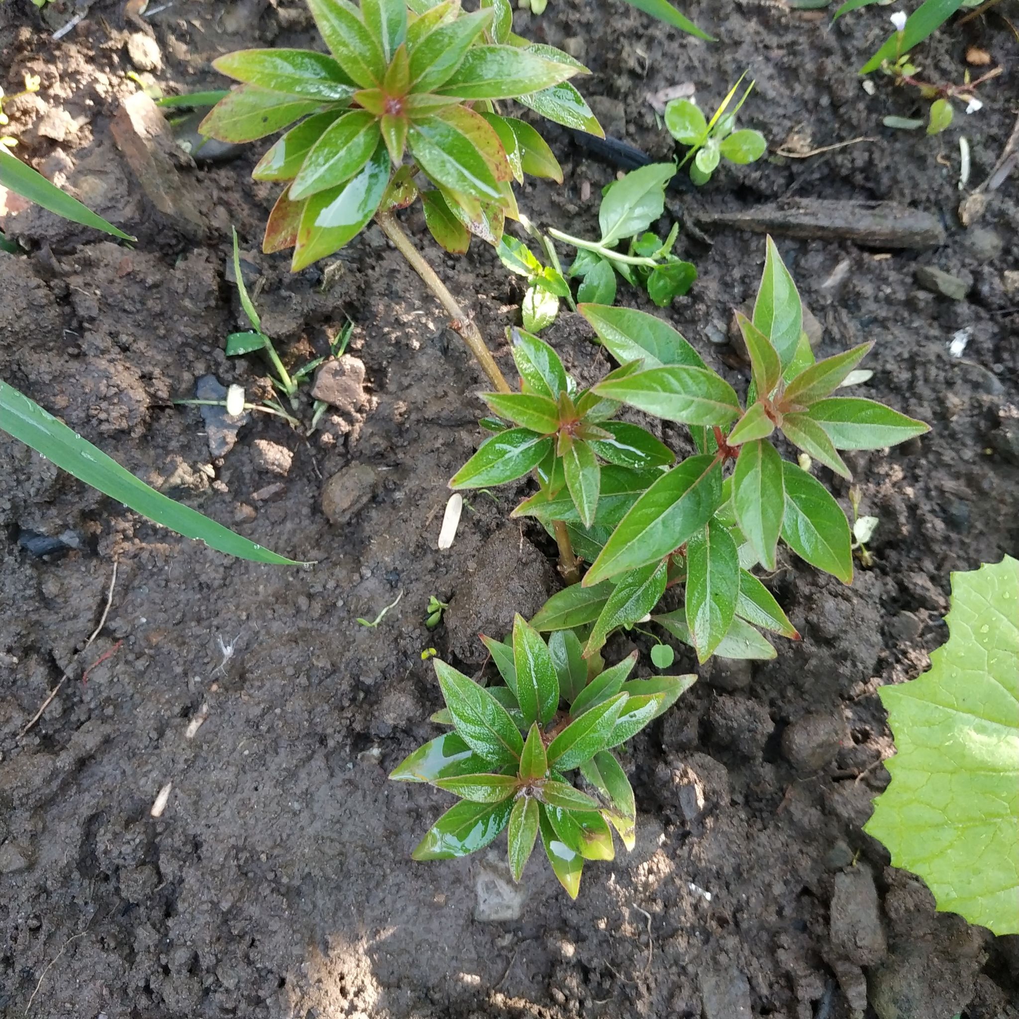 Northern Willowherb plant with green leaves growing in soil.