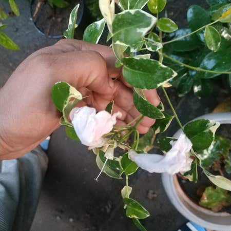 Photo of the plant species Flinders Rose by Gracefulcaraway named Gh on Greg, the plant care app