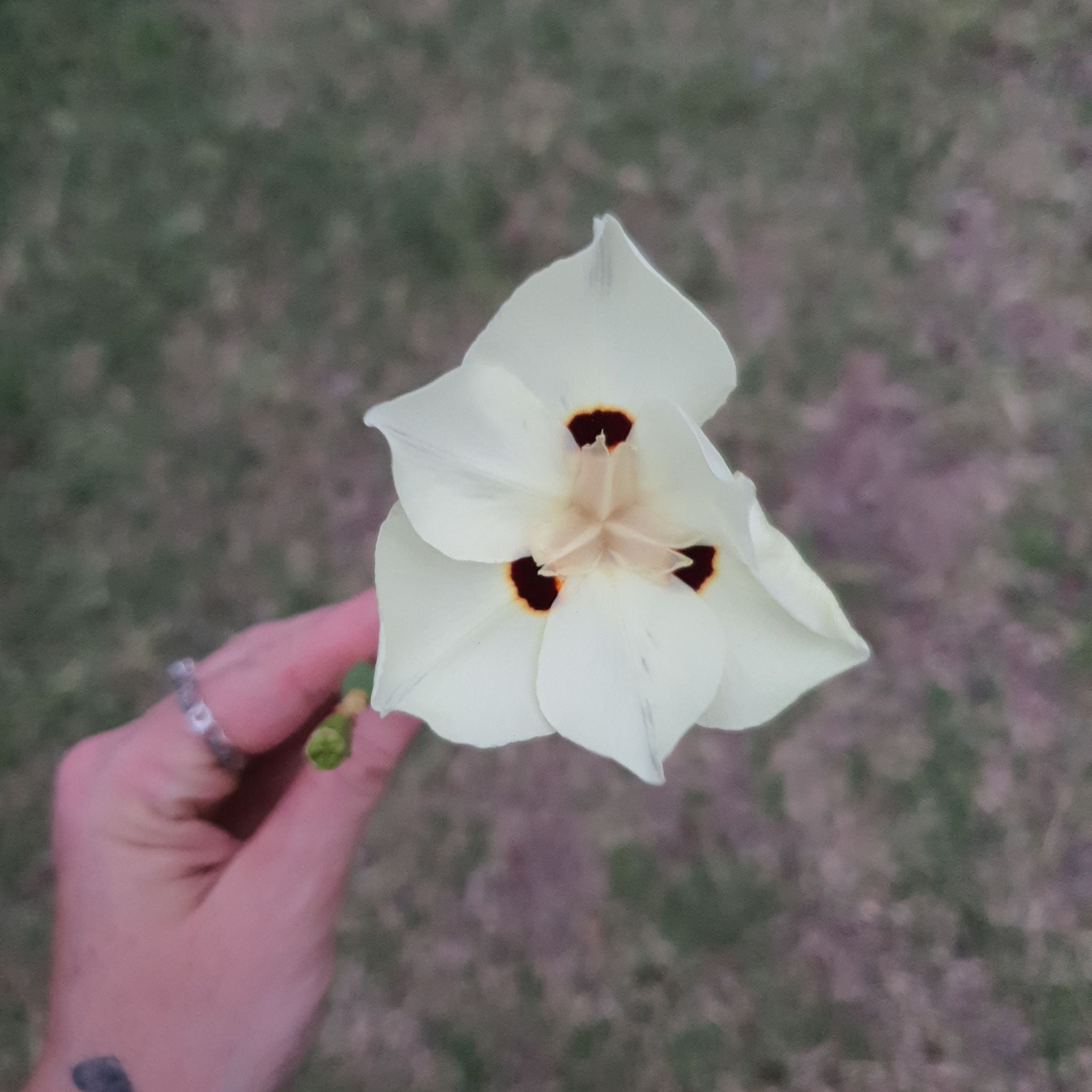 Plant care for Cape Tulip on Greg, the plant care app