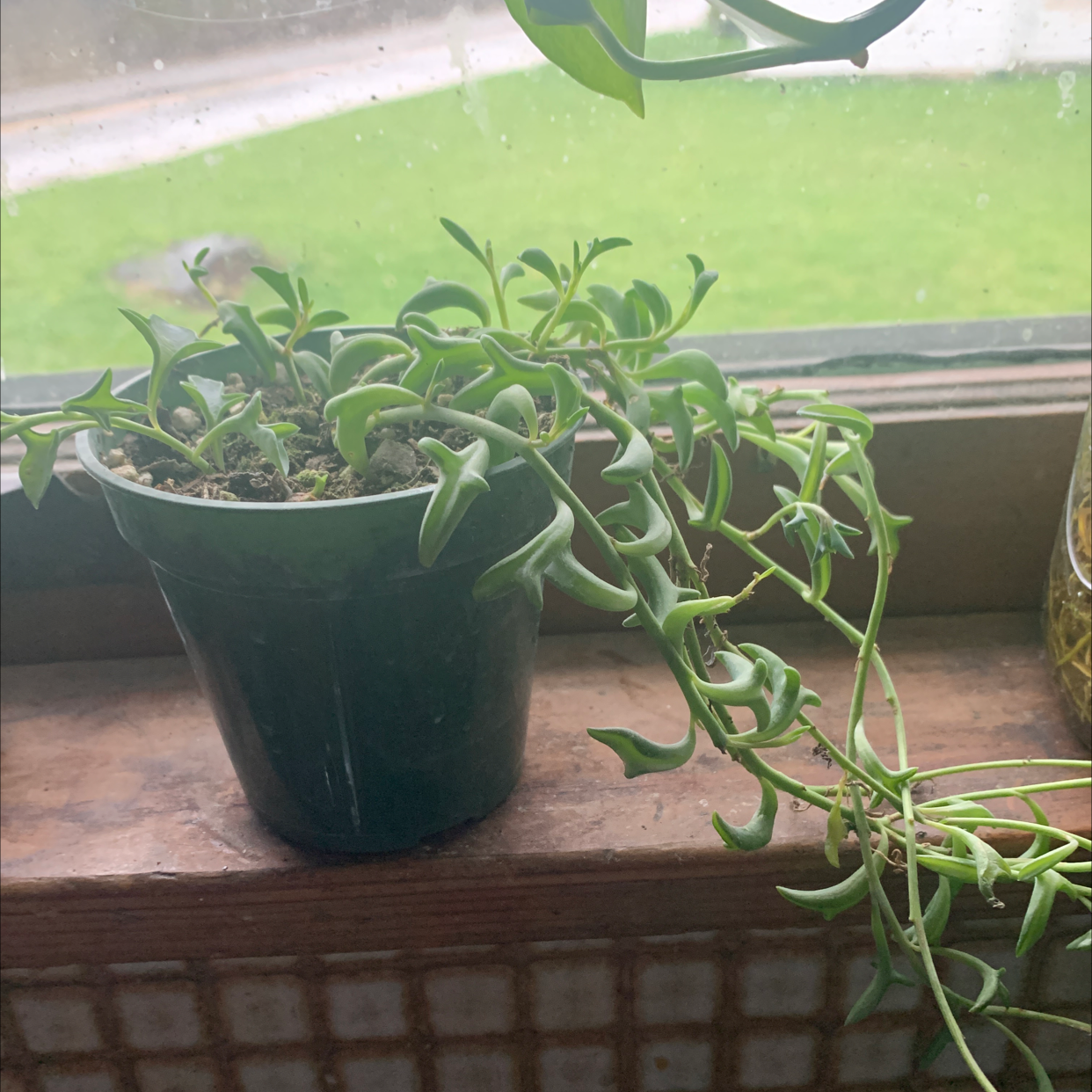 Potted Candle Plant with trailing stems on a windowsill.