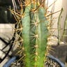 Plant care for Gray Ghost Organ Pipe on Greg, the plant care app