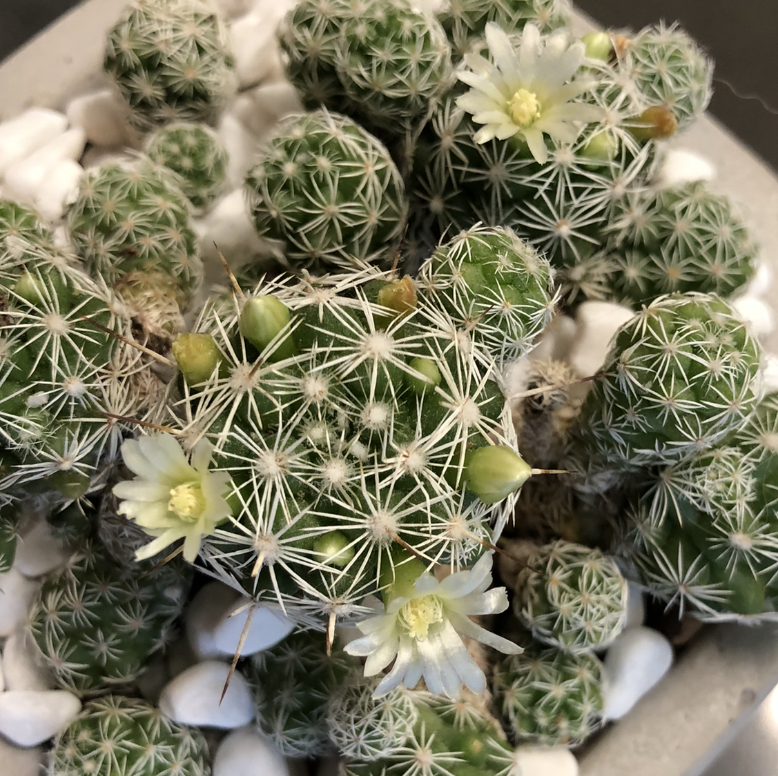 Thimble Cactus (Mammillaria gracilis fragilis) with white spines and small white flowers.