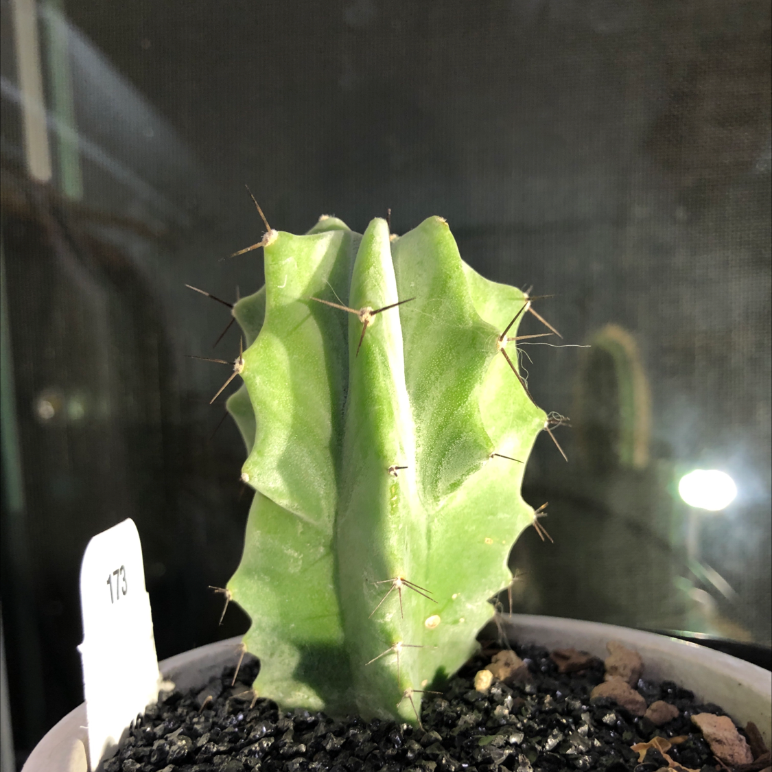 Gray Ghost Organ Pipe cactus in a pot with visible soil, well-framed and in focus.