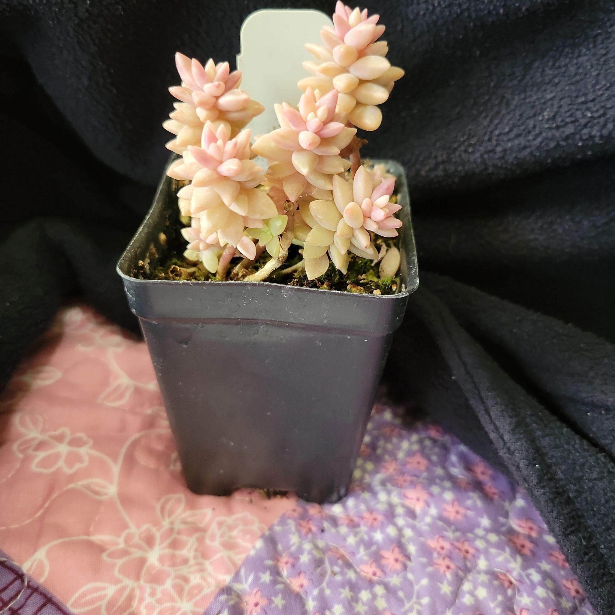 Photo of the plant species Pink Granite by @FerventChives named Sol on Greg, the plant care app