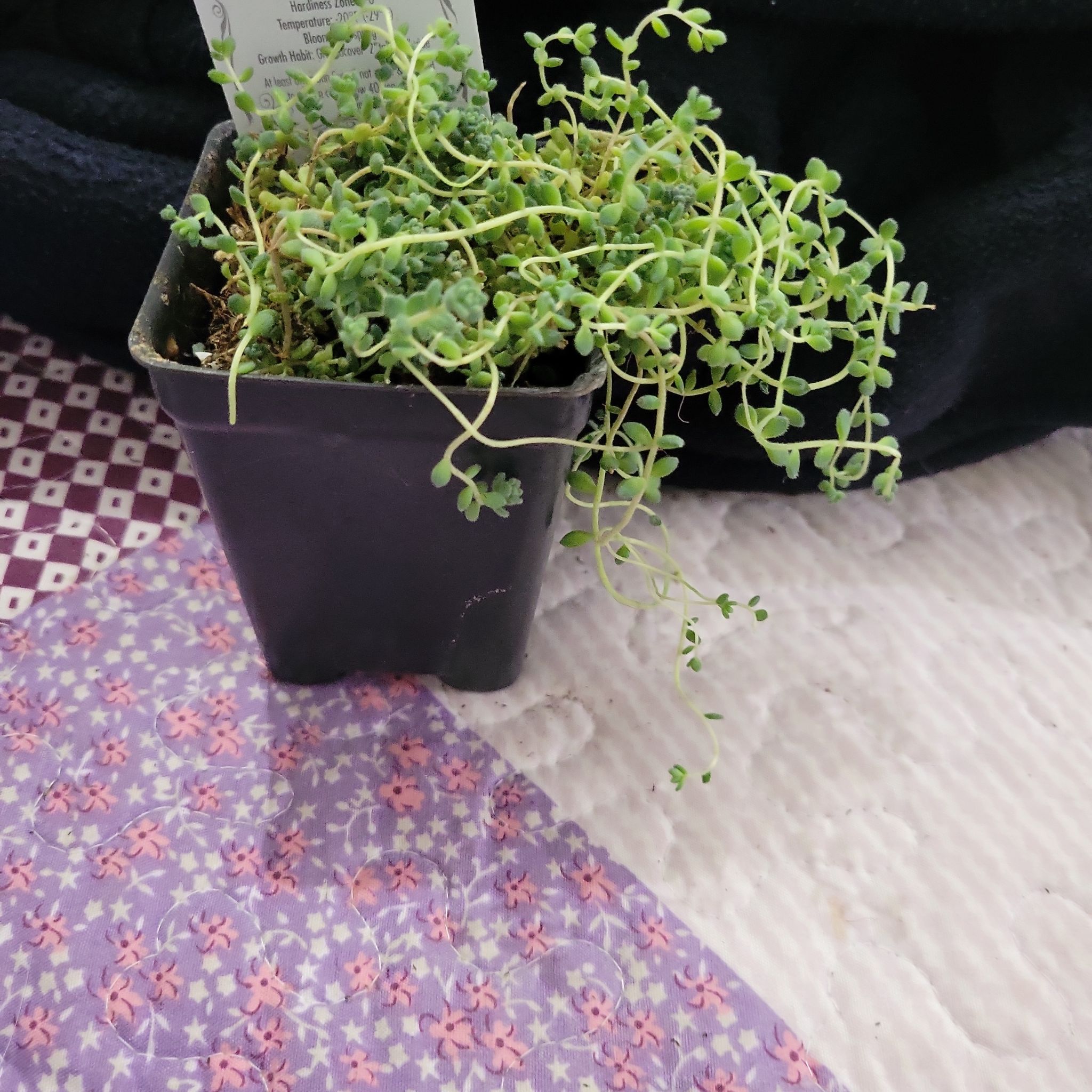 Photo of the plant species Sedum Angelica by @FerventChives named Delilah on Greg, the plant care app