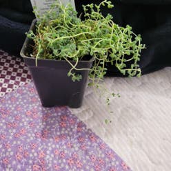 Sedum Angelica plant
