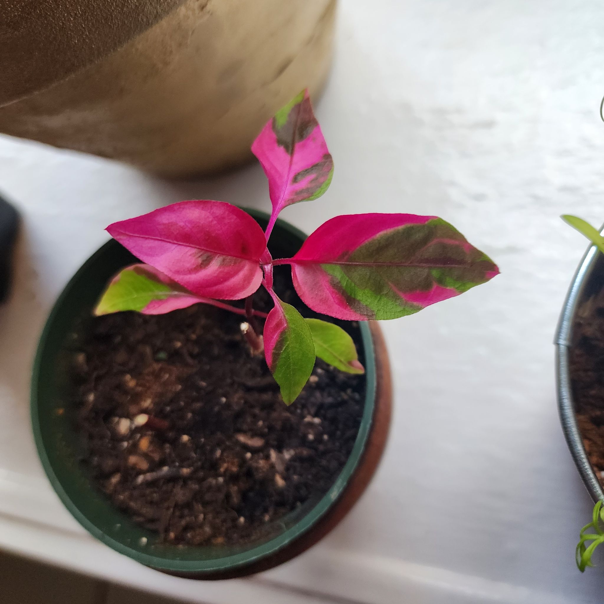 A healthy Hairy Joyweed plant with vibrant pink and green leaves in a pot.