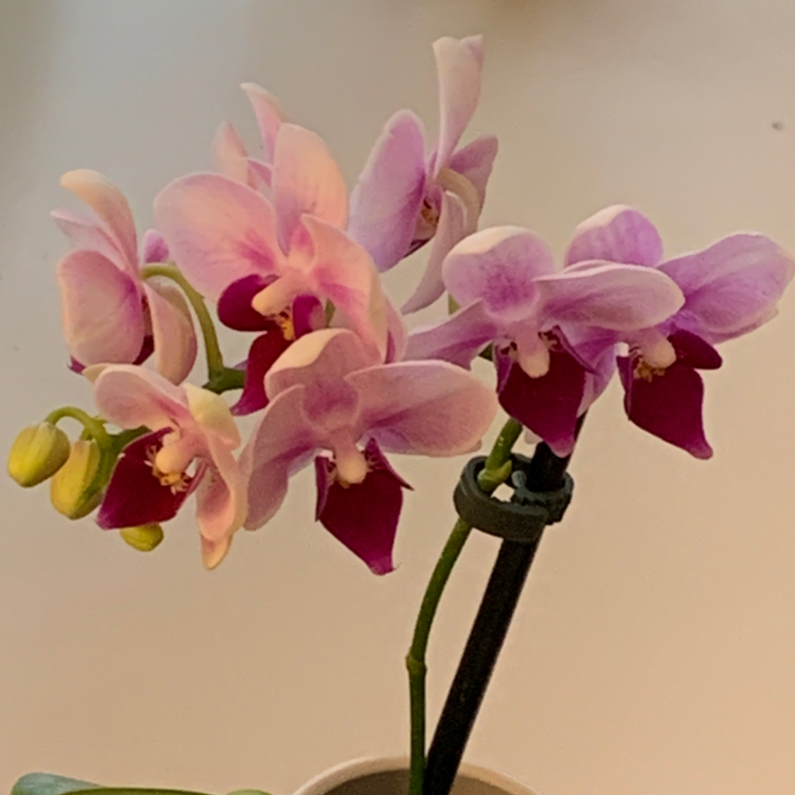 Photo of the plant species Aphrodite's Phalaenopsis by @annawhipple3779 named Eris on Greg, the plant care app