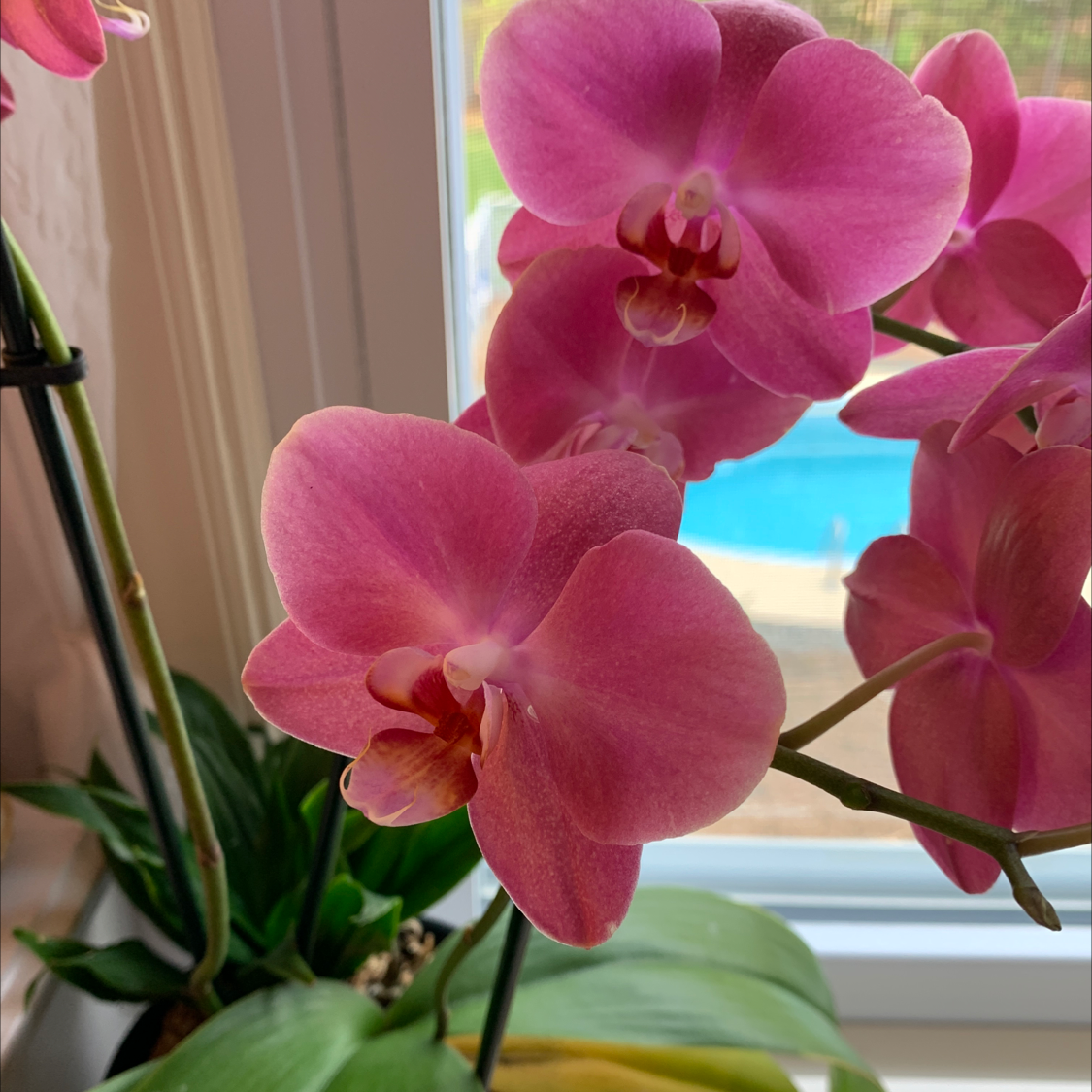 Photo of the plant species Aphrodite's Phalaenopsis by @annawhipple3779 named Aphrodite on Greg, the plant care app