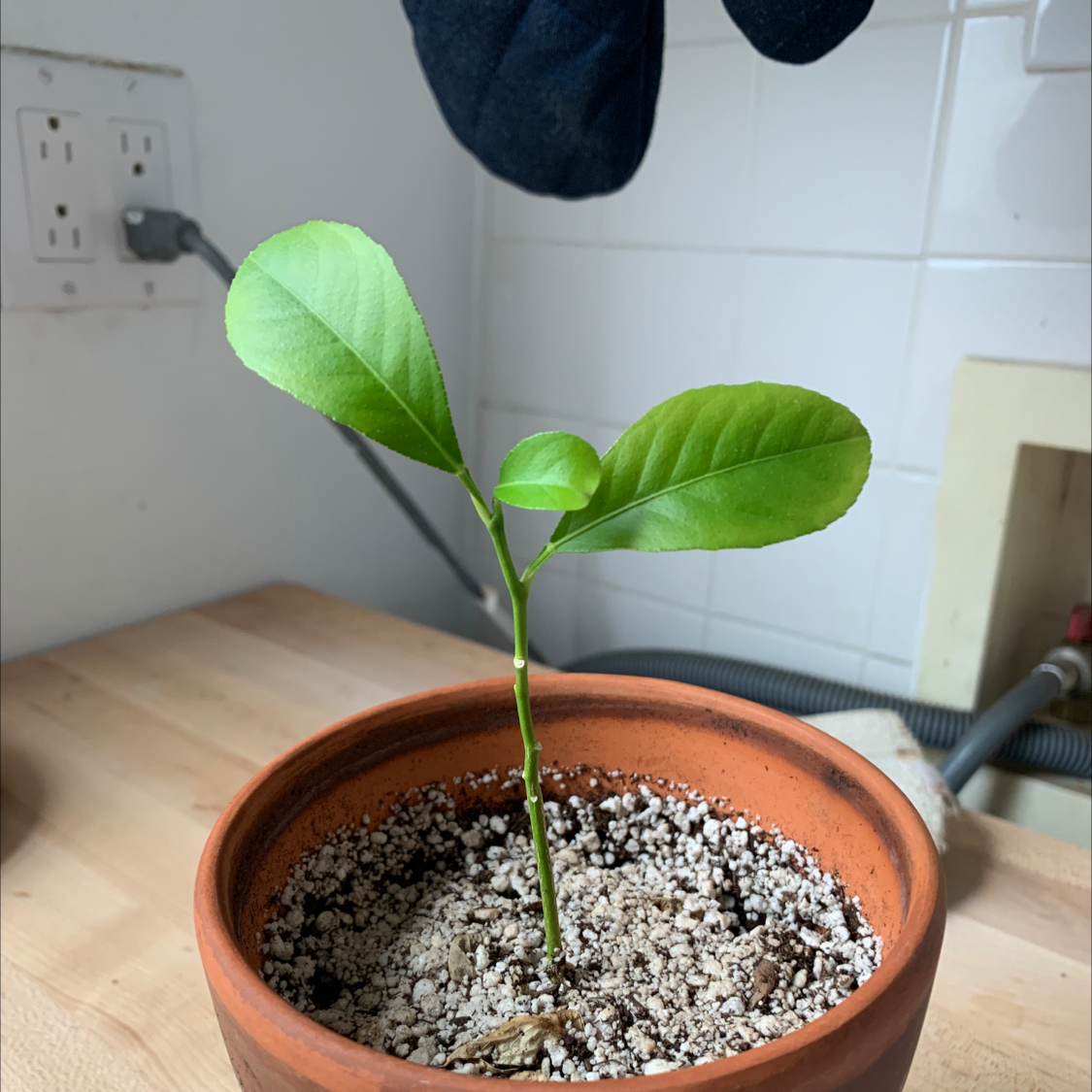 Young lemon plant in a terracotta pot with healthy green leaves on a wooden surface.