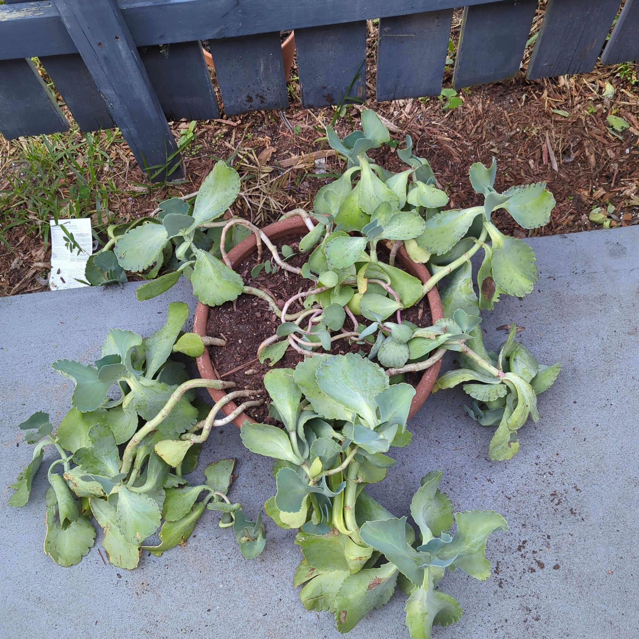Photo of the plant species kalanchoe Partridge by @FullGreyknight named Paddle on Greg, the plant care app
