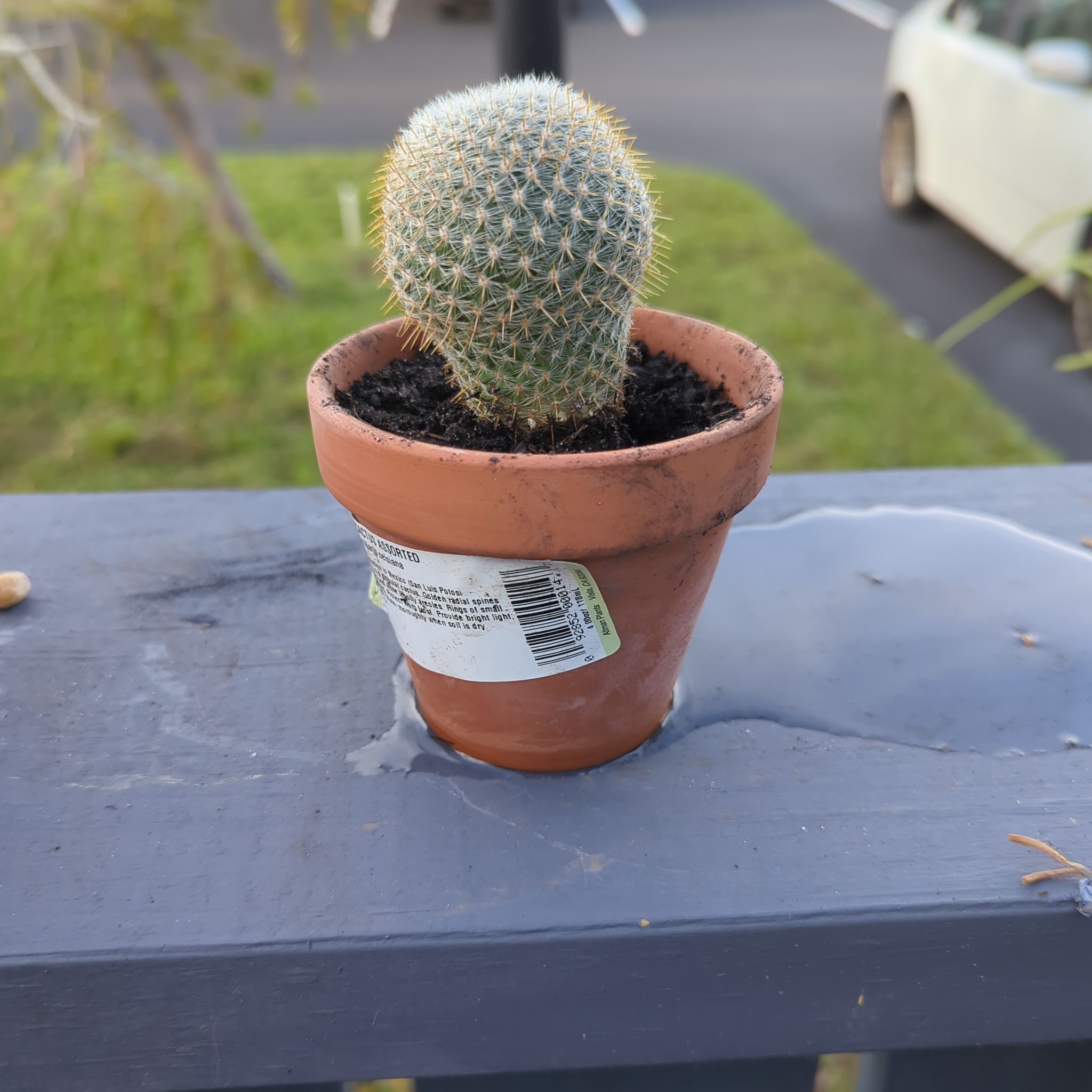 Mammillaria muehlenpfordtii cactus in a terracotta pot on a ledge.