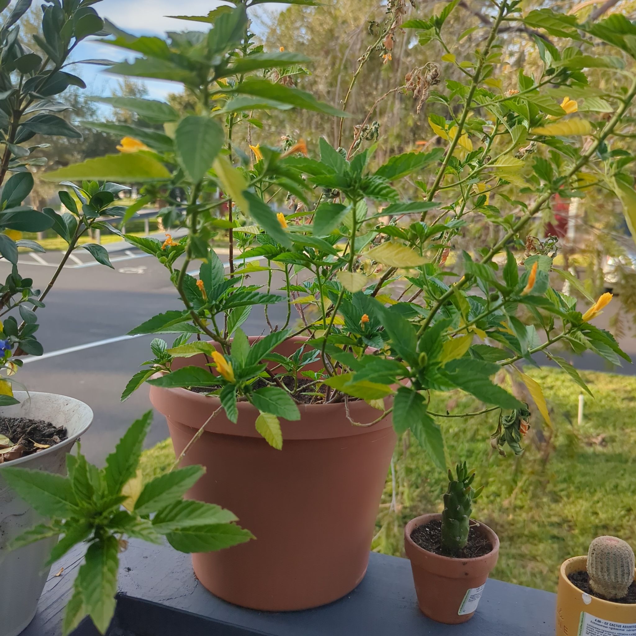 Plant care for Turnera discolor on Greg, the plant care app