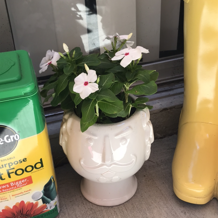 Potted Bright Eyes plant with white flowers in a decorative pot, alongside plant food and yellow boots.
