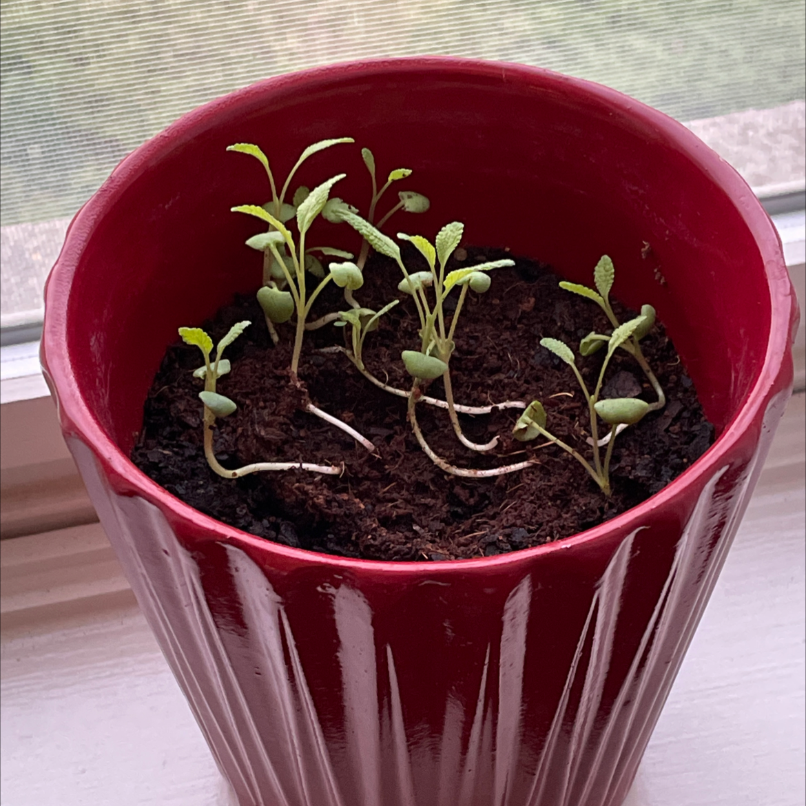 Young Common Sage seedlings in a red pot with visible soil.