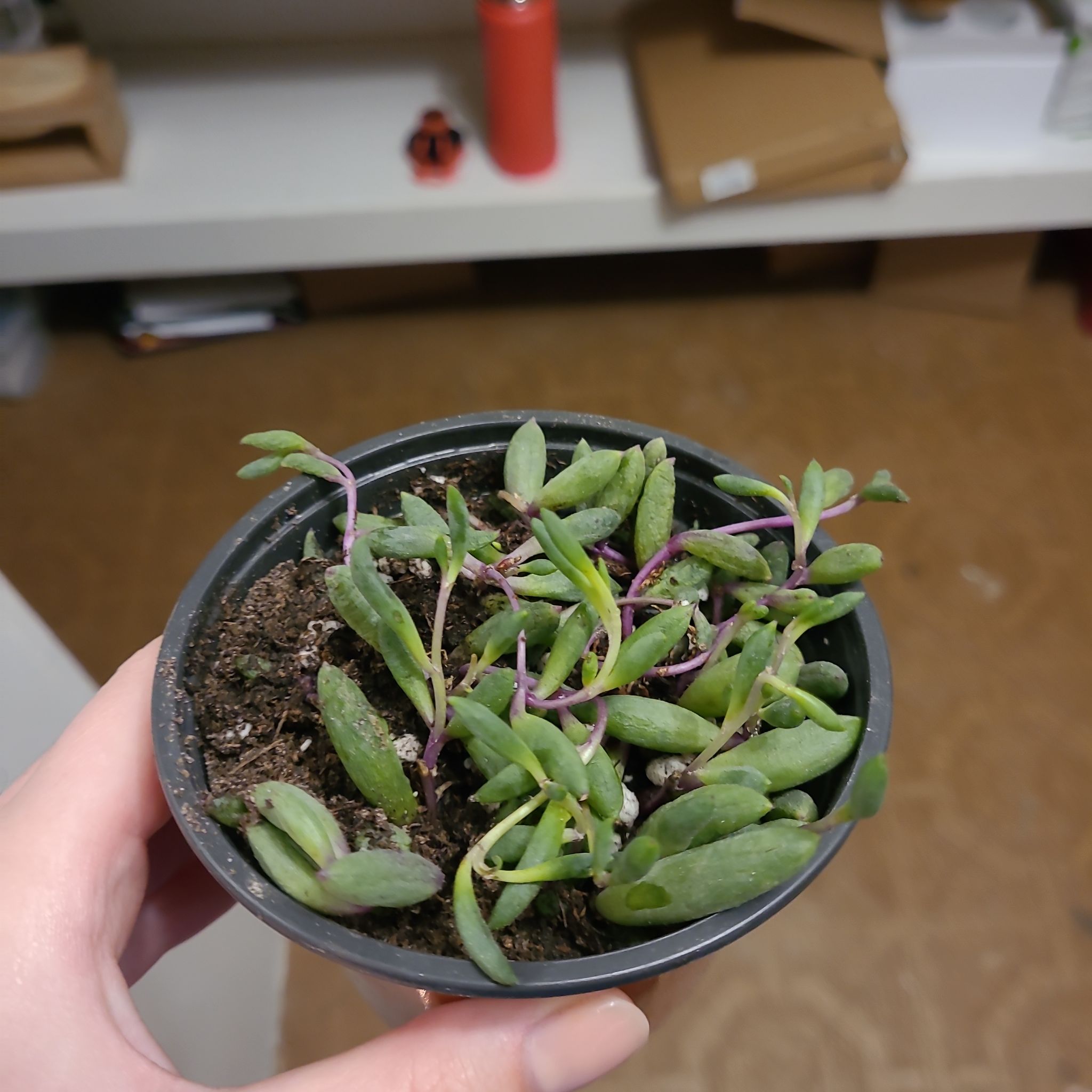 Photo of the plant species Spear-Leaved Orache by @NewDewberry named Orwell on Greg, the plant care app
