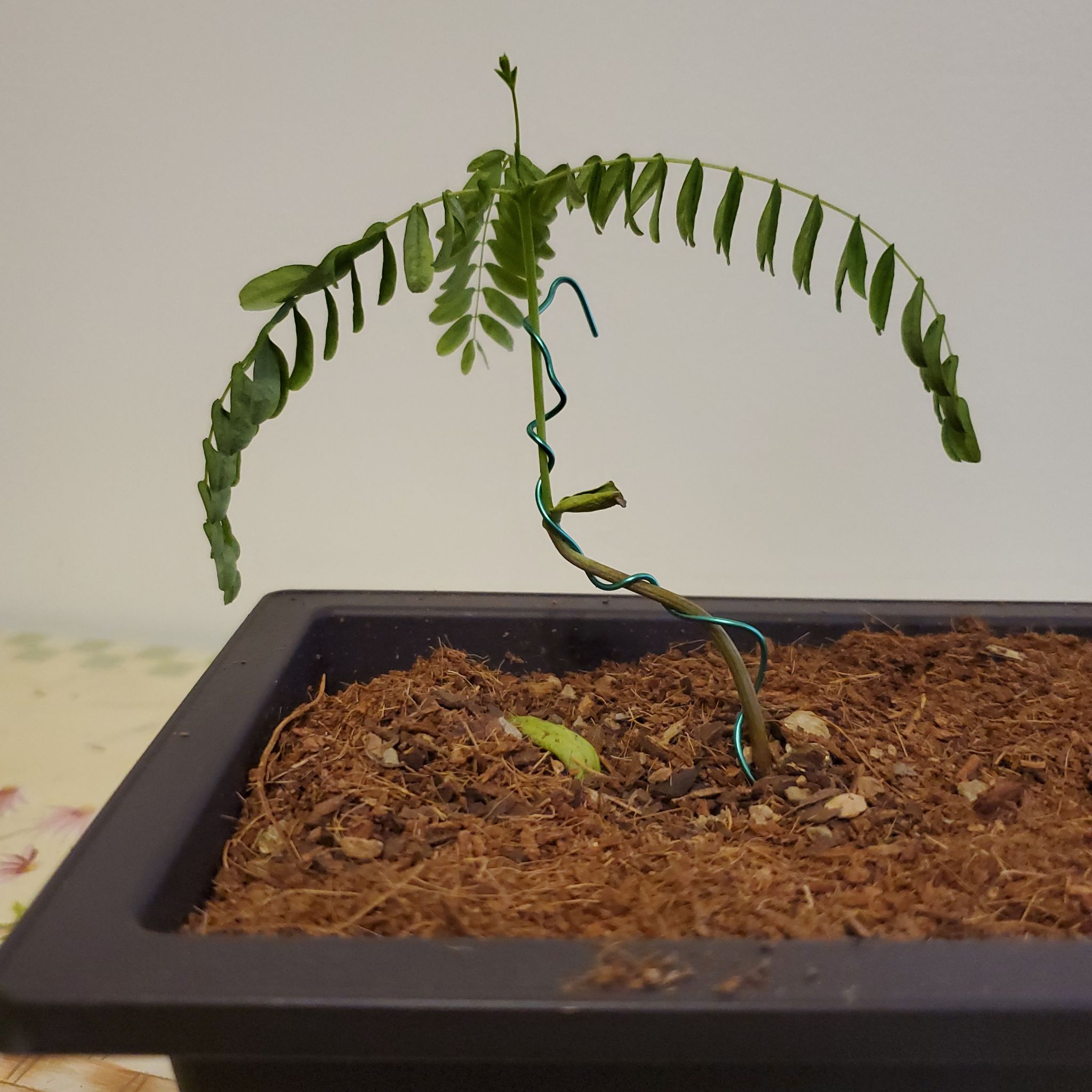 Young Common Honeylocust plant in a rectangular pot with visible soil and green leaves.