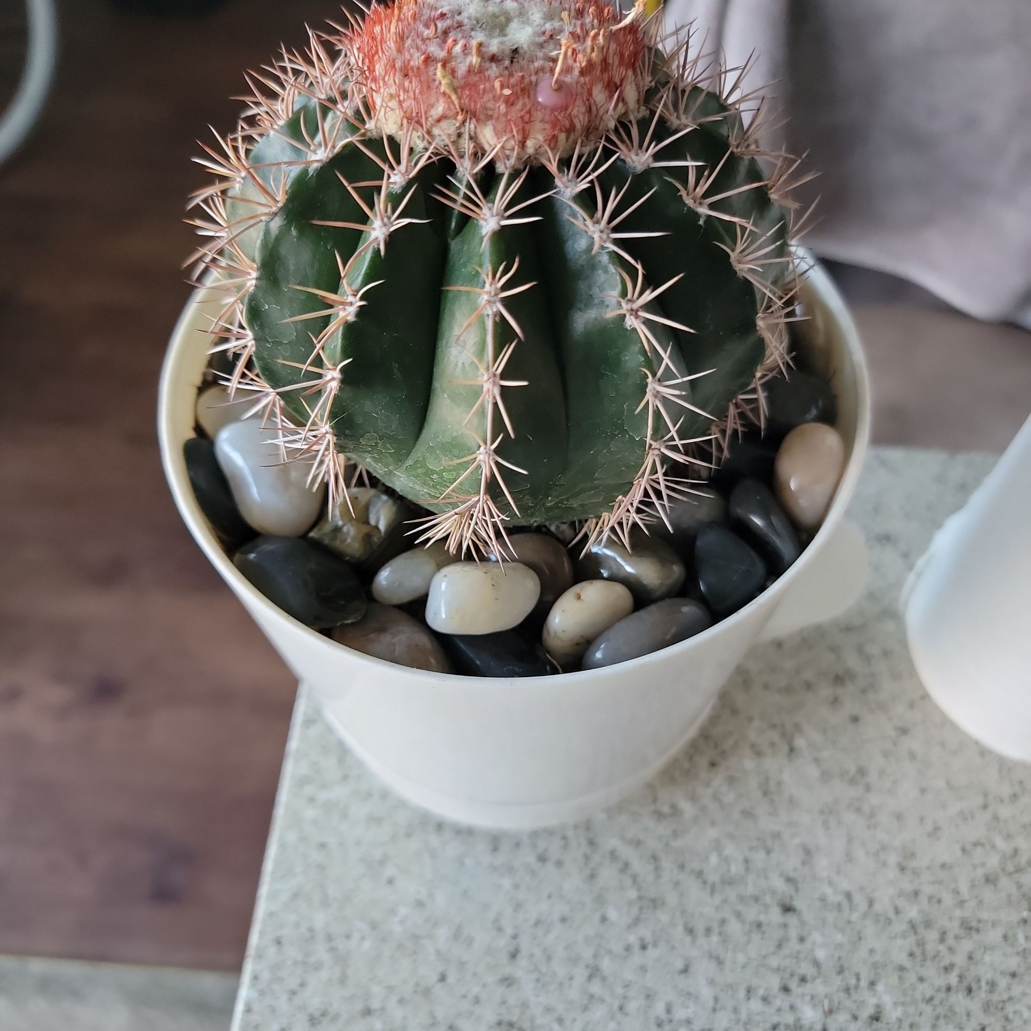 Photo of the plant species Melocactus violaceus by @HelpmateRedash named Melocactus on Greg, the plant care app