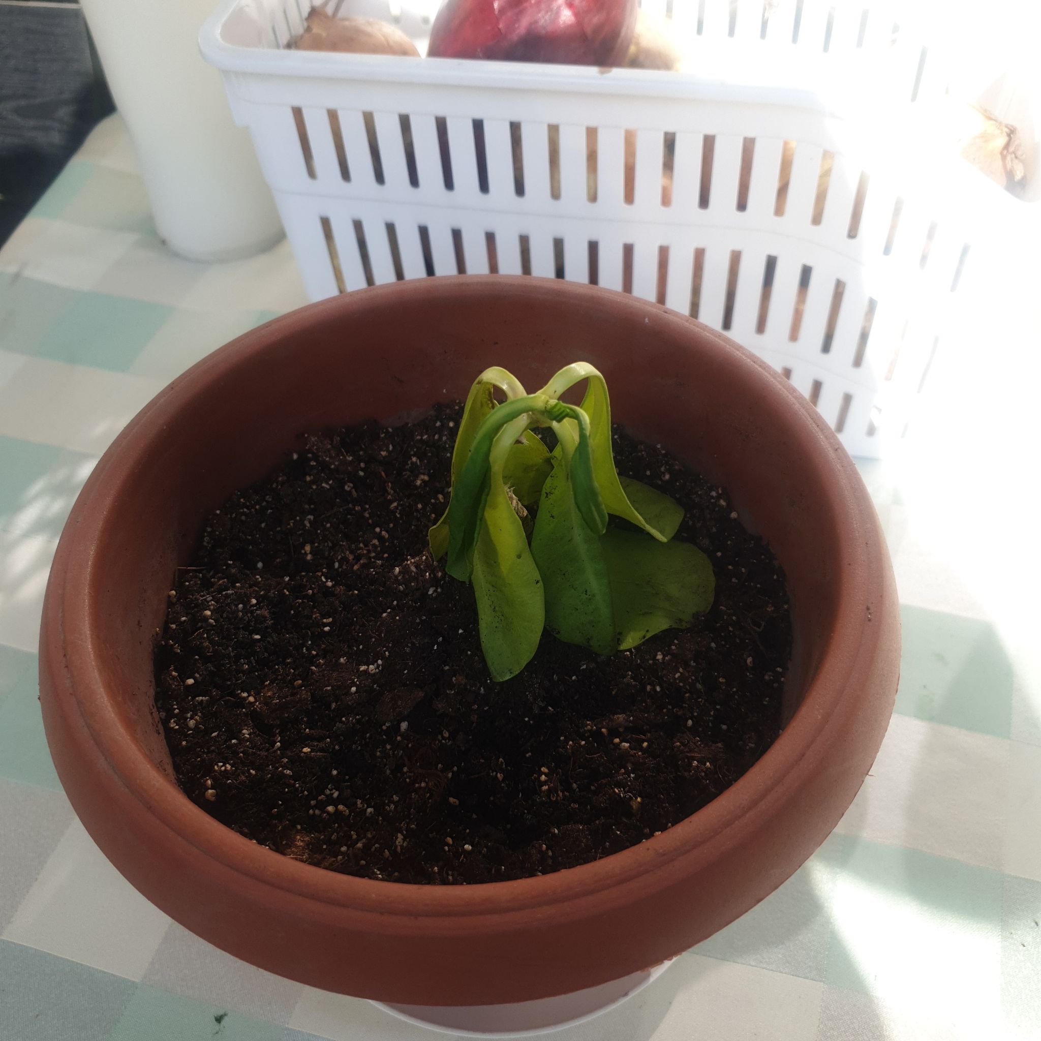 Plant care for Fan Flower 'Bombay Pink' on Greg, the plant care app